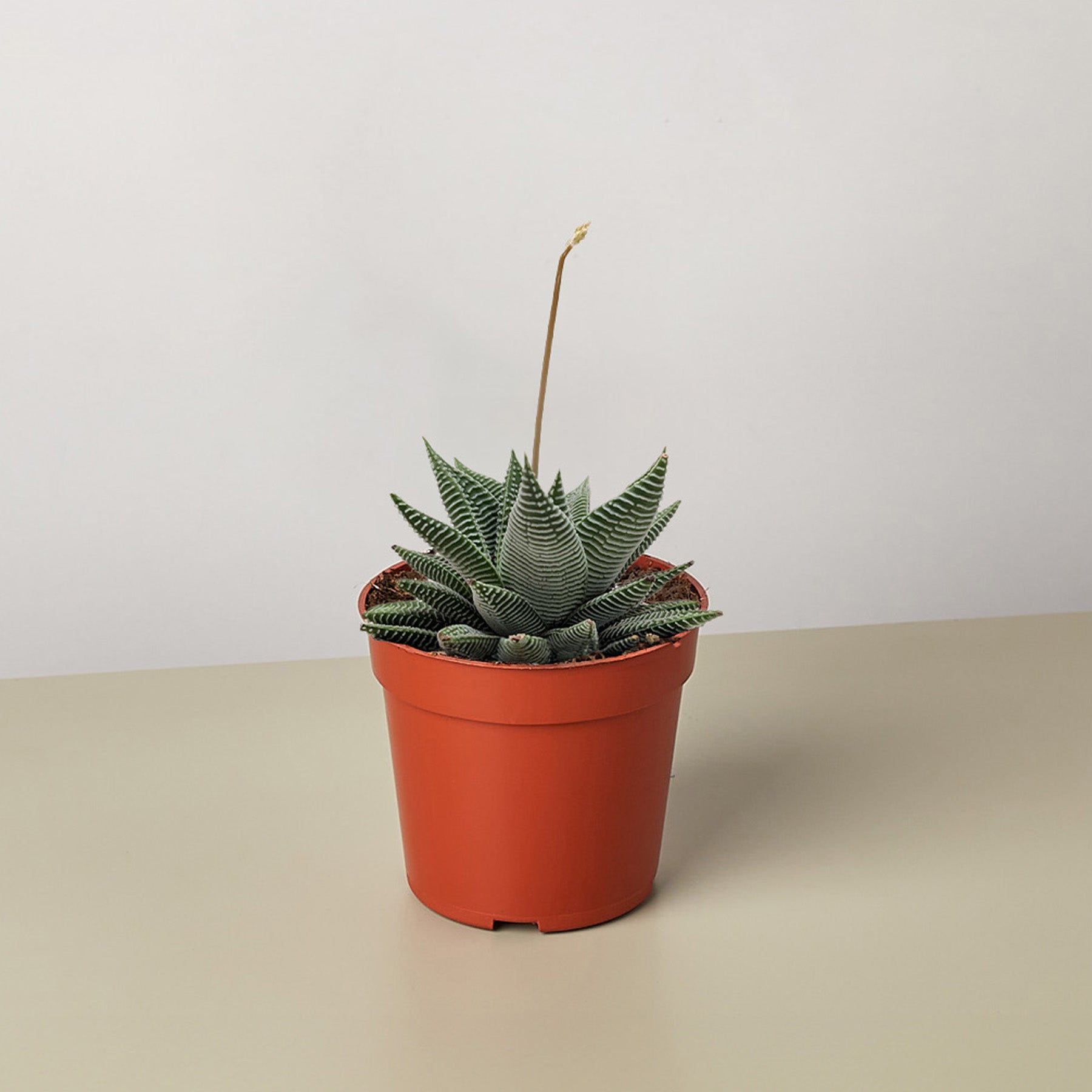 spider succulent plant Succulent Haworthia Miami
