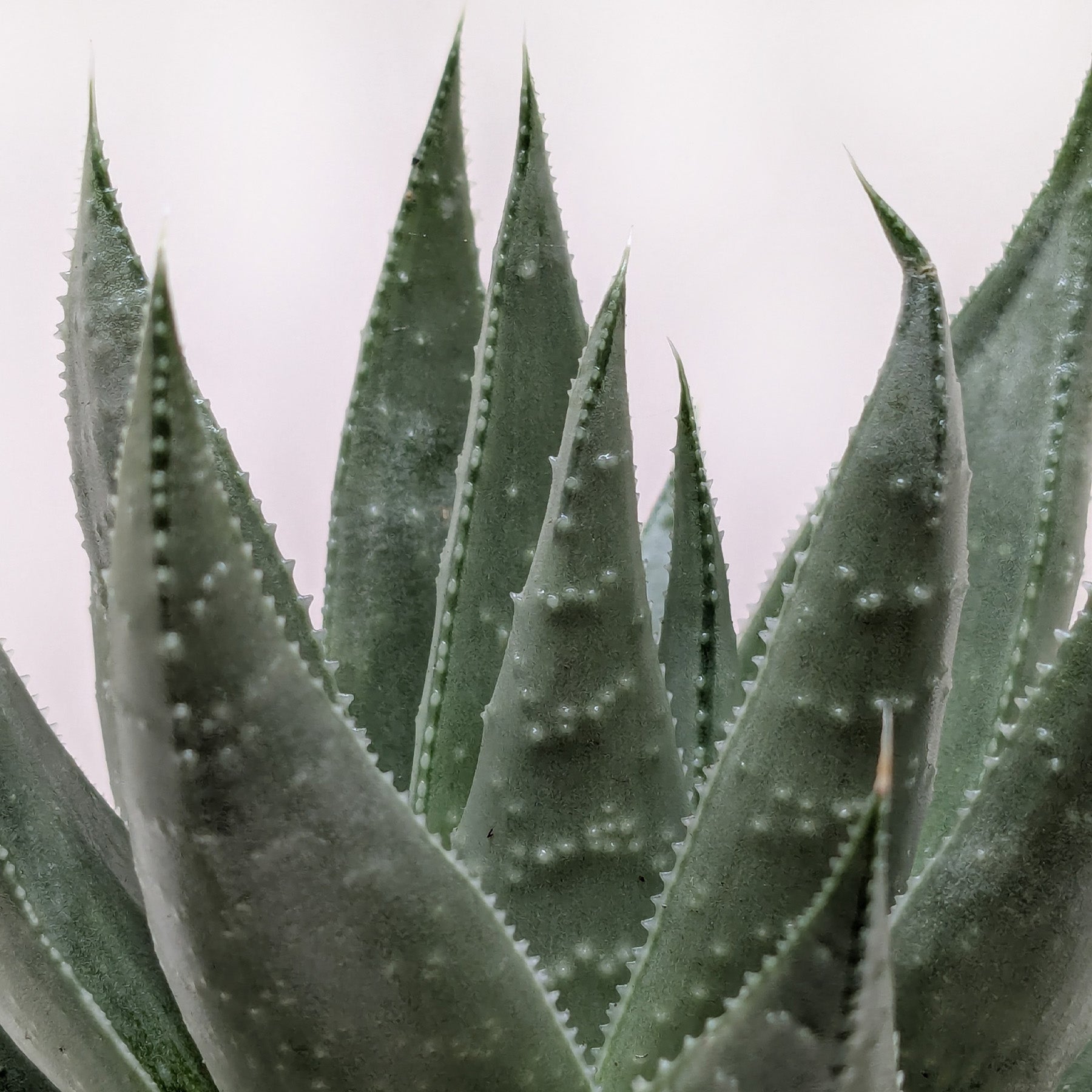 Succulent Haworthia Savanna-The Succulent Source