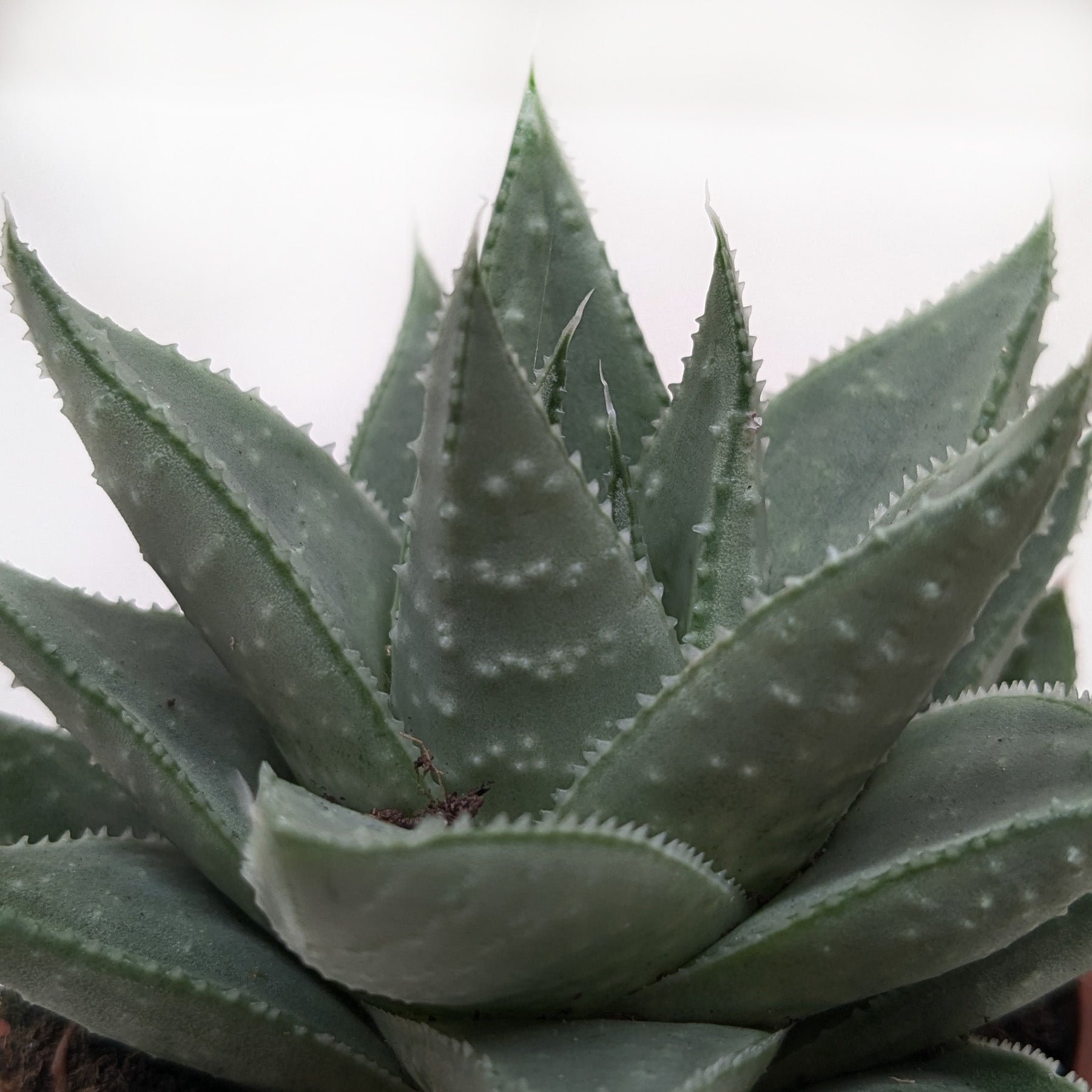 Succulent Haworthia Savanna-The Succulent Source