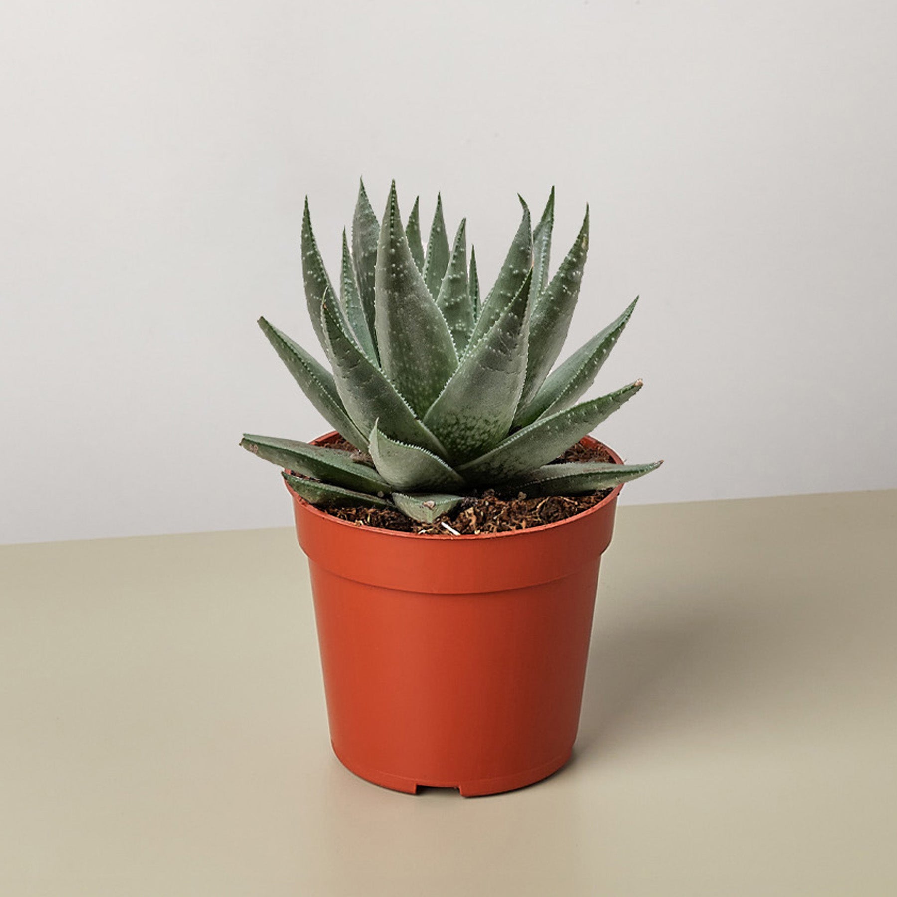 Succulent Haworthia Savanna-The Succulent Source
