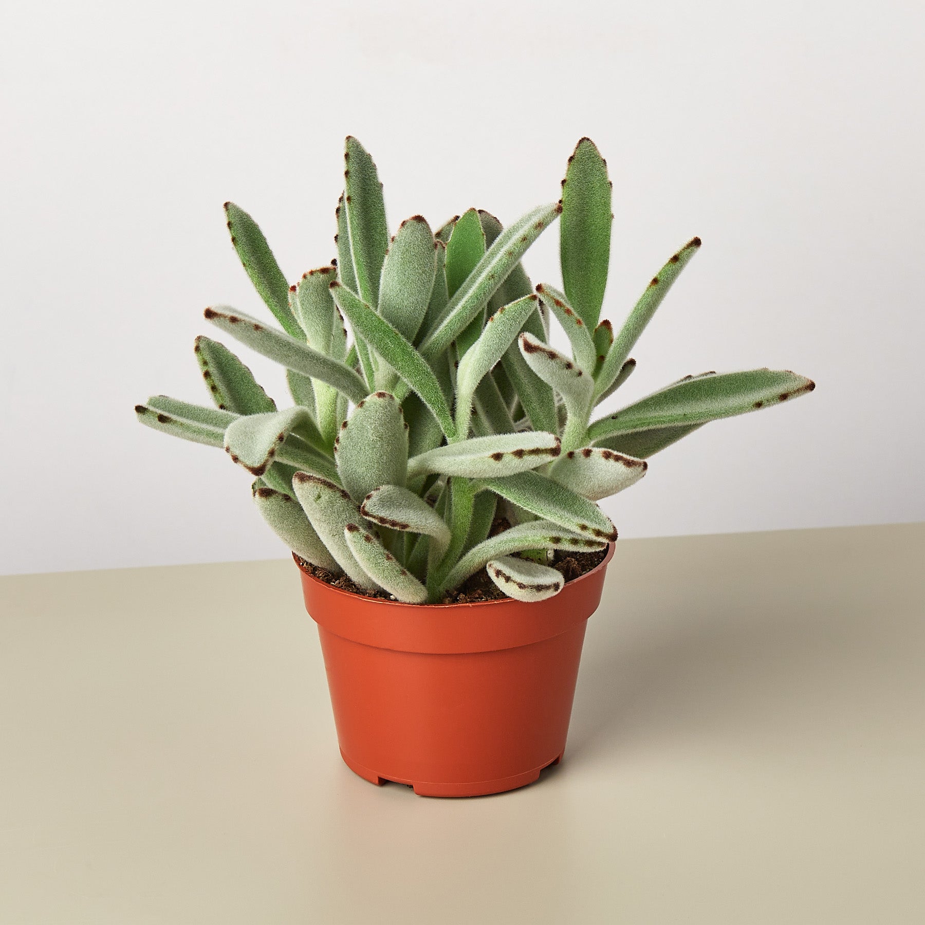 Succulent Kalanchoe 'Panda Plant'-Indoor Plants-The Succulent Source