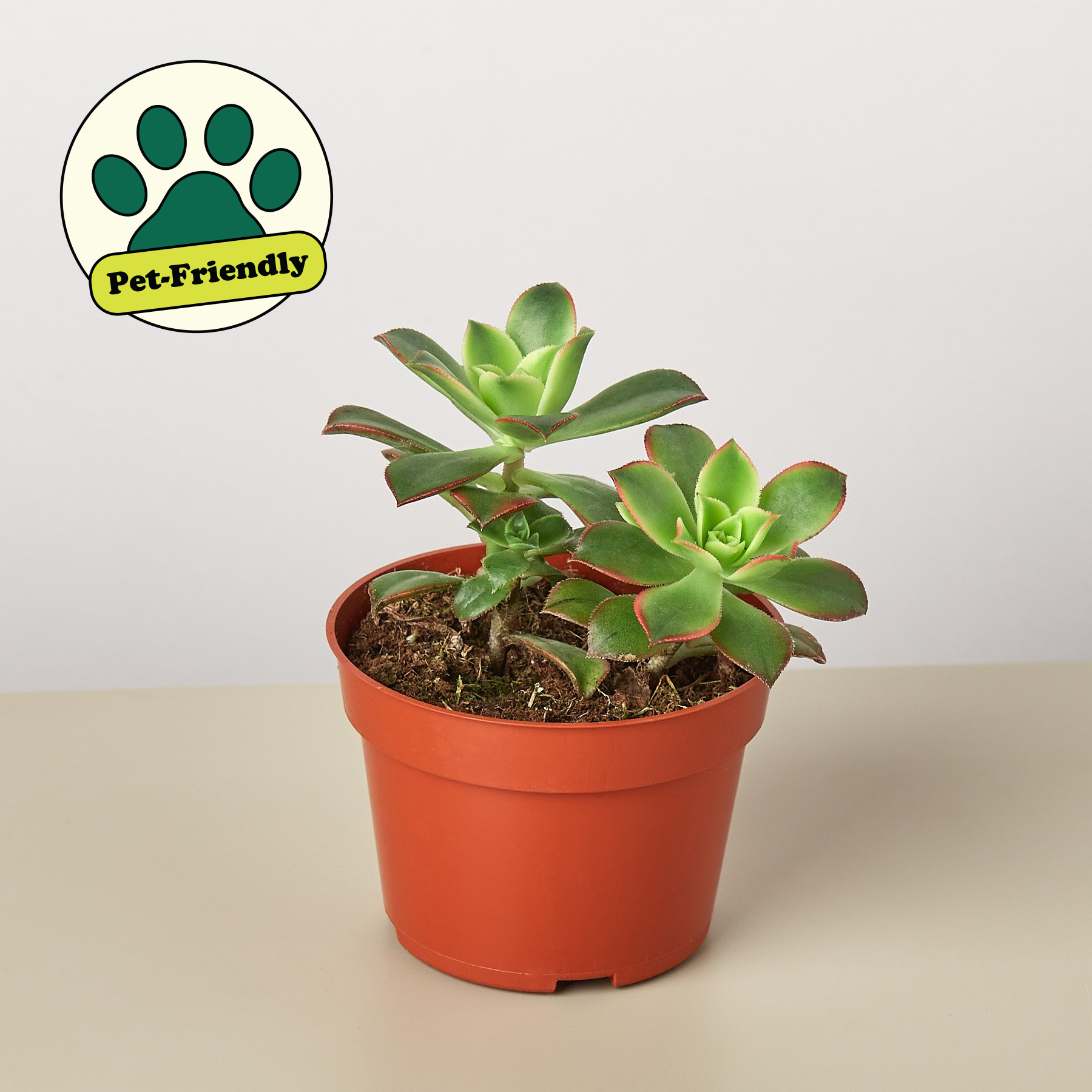Succulent 'Kiwi'-Succulent-The Succulent Source