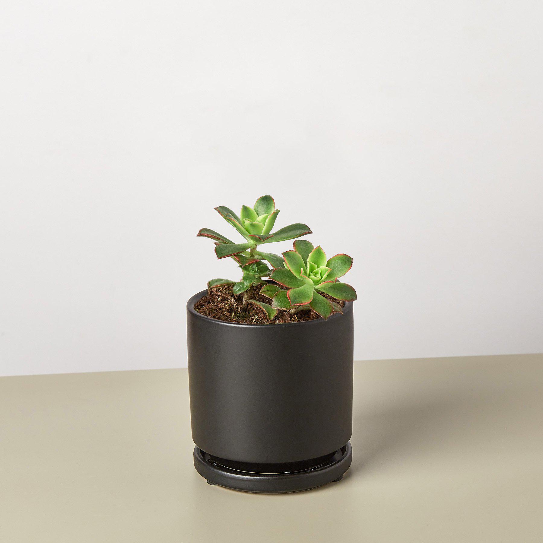 Succulent 'Kiwi'-Succulent-The Succulent Source