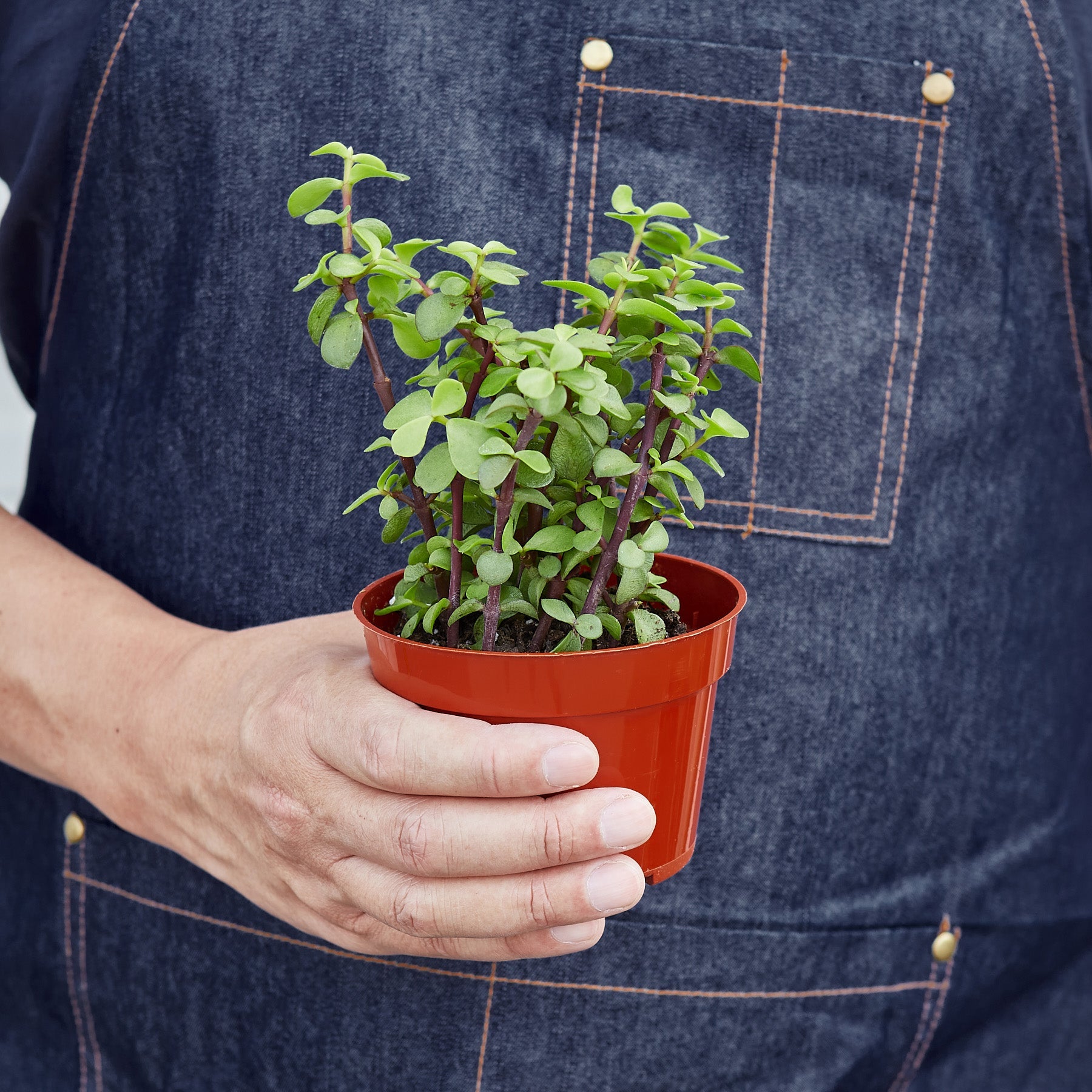 Succulent Portulacaria 'Rainbow Bush'-Succulent-The Succulent Source