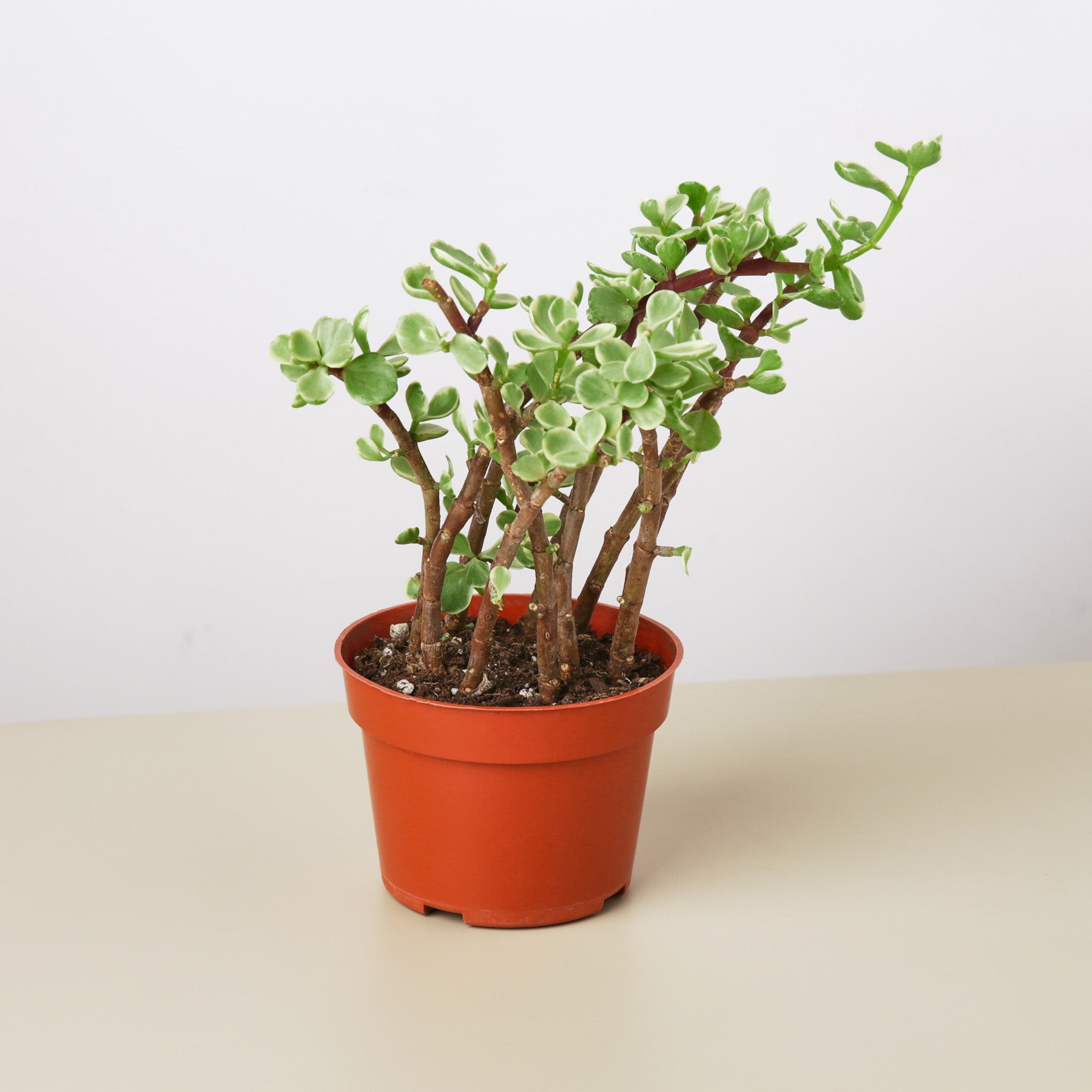 Succulent Portulacaria 'Rainbow Bush'-Succulent-The Succulent Source