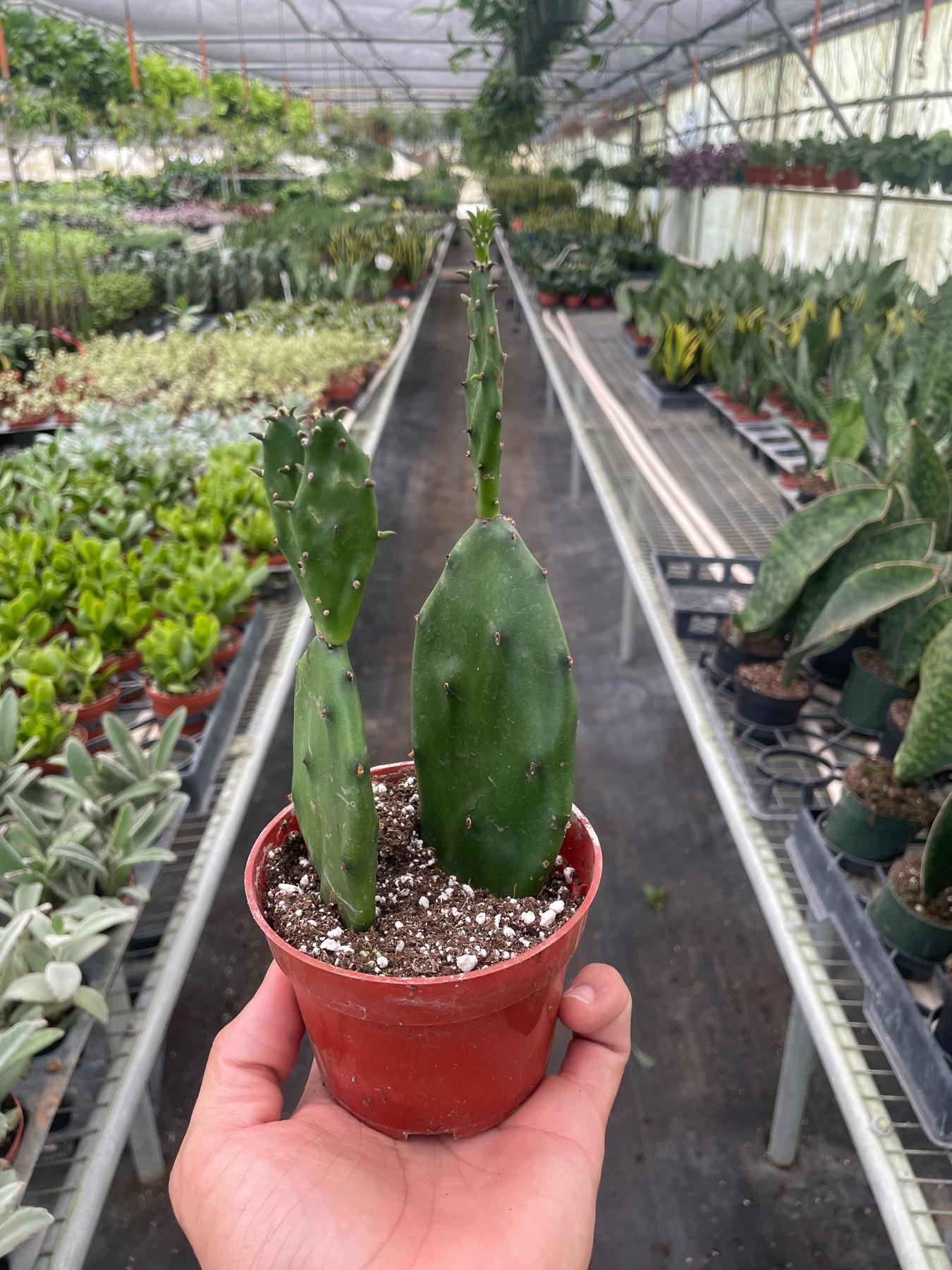 Succulent Prickly Pear Cactus-The Succulent Source