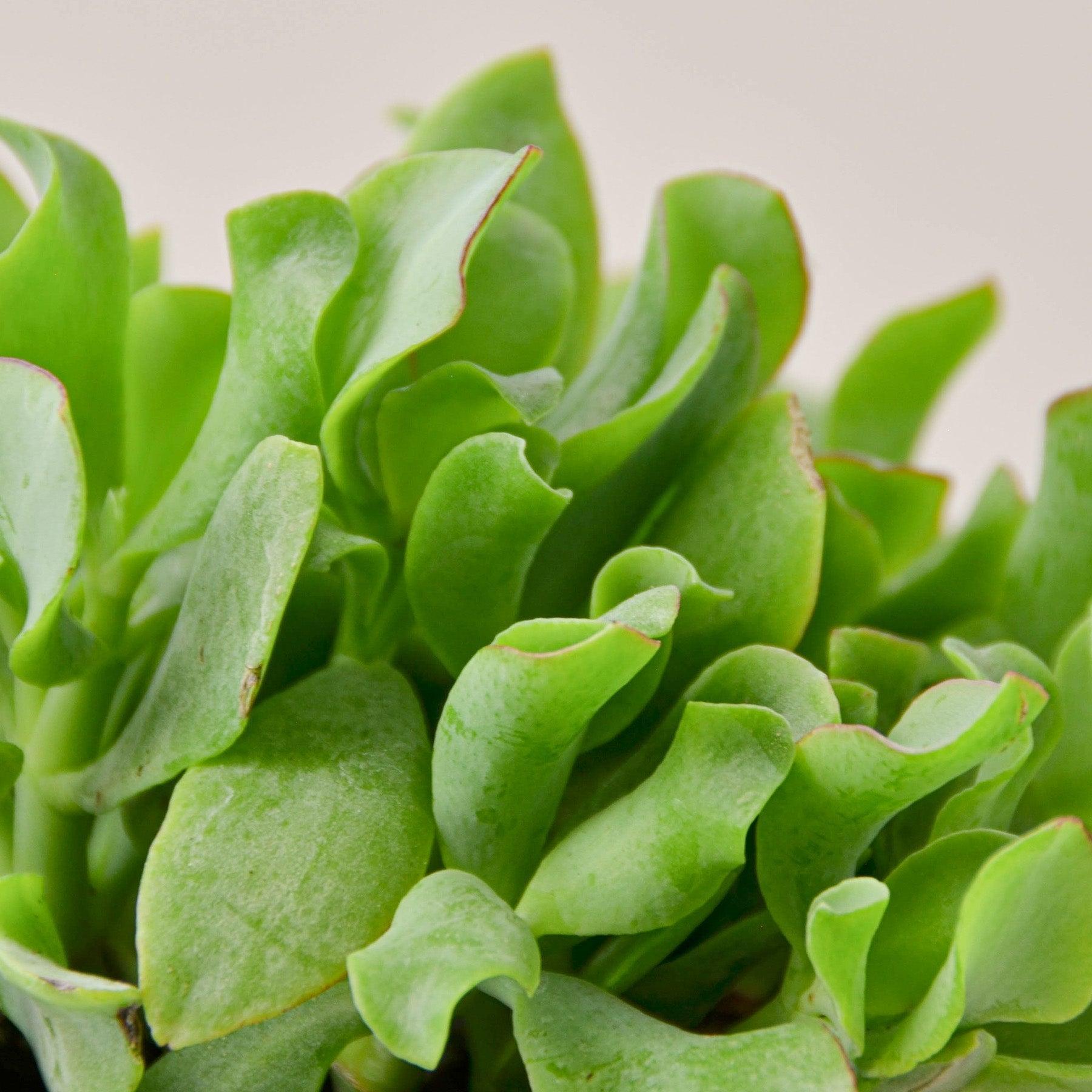 Succulent 'Ripple Jade'-Succulent-The Succulent Source