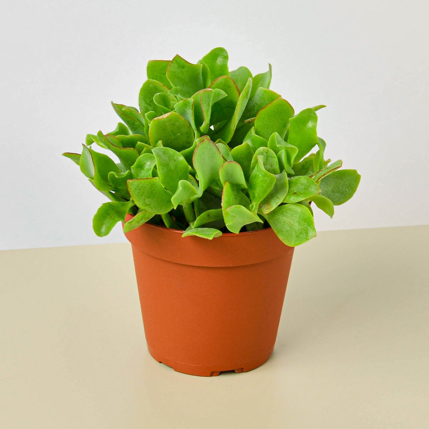 Succulent 'Ripple Jade'-Succulent-The Succulent Source