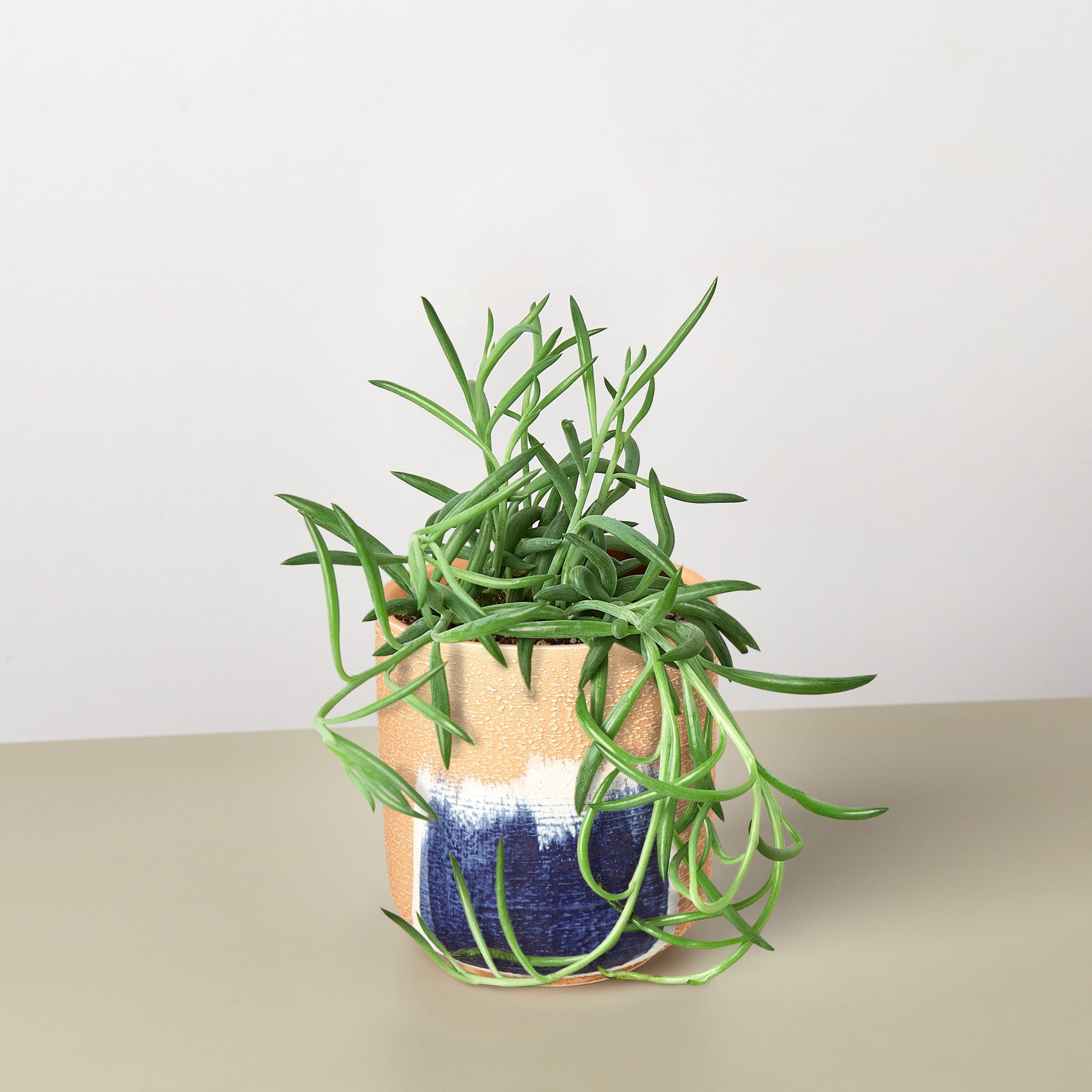 Succulent Senecio Succulent 'Fish Hooks'-Succulent-The Succulent Source