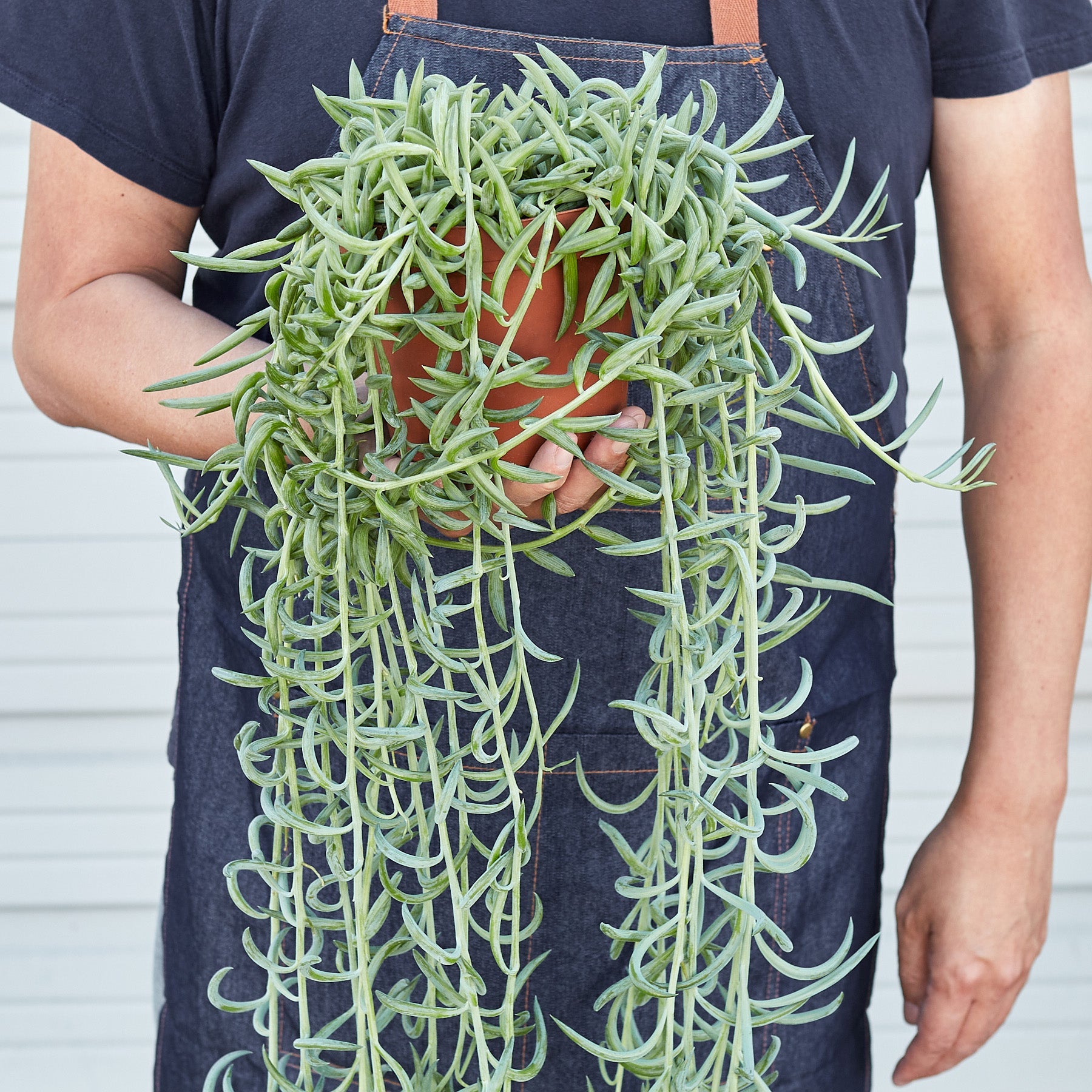 Succulent Senecio Succulent 'Fish Hooks'-Succulent-The Succulent Source