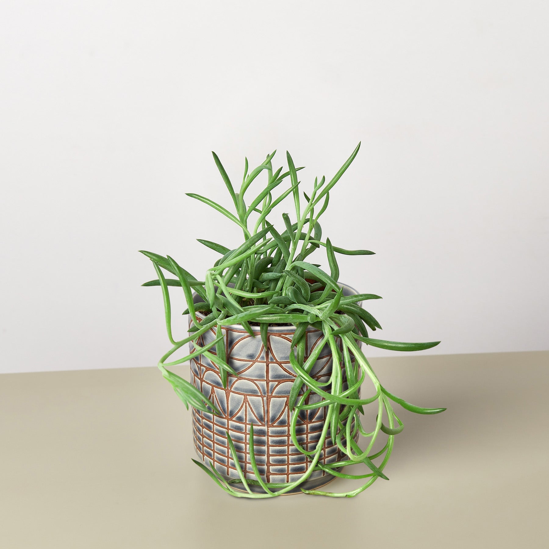 Succulent Senecio Succulent 'Fish Hooks'-Succulent-The Succulent Source