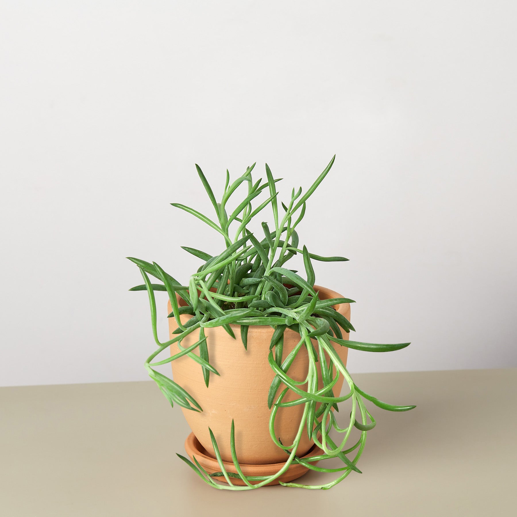 Succulent Senecio Succulent 'Fish Hooks'-Succulent-The Succulent Source