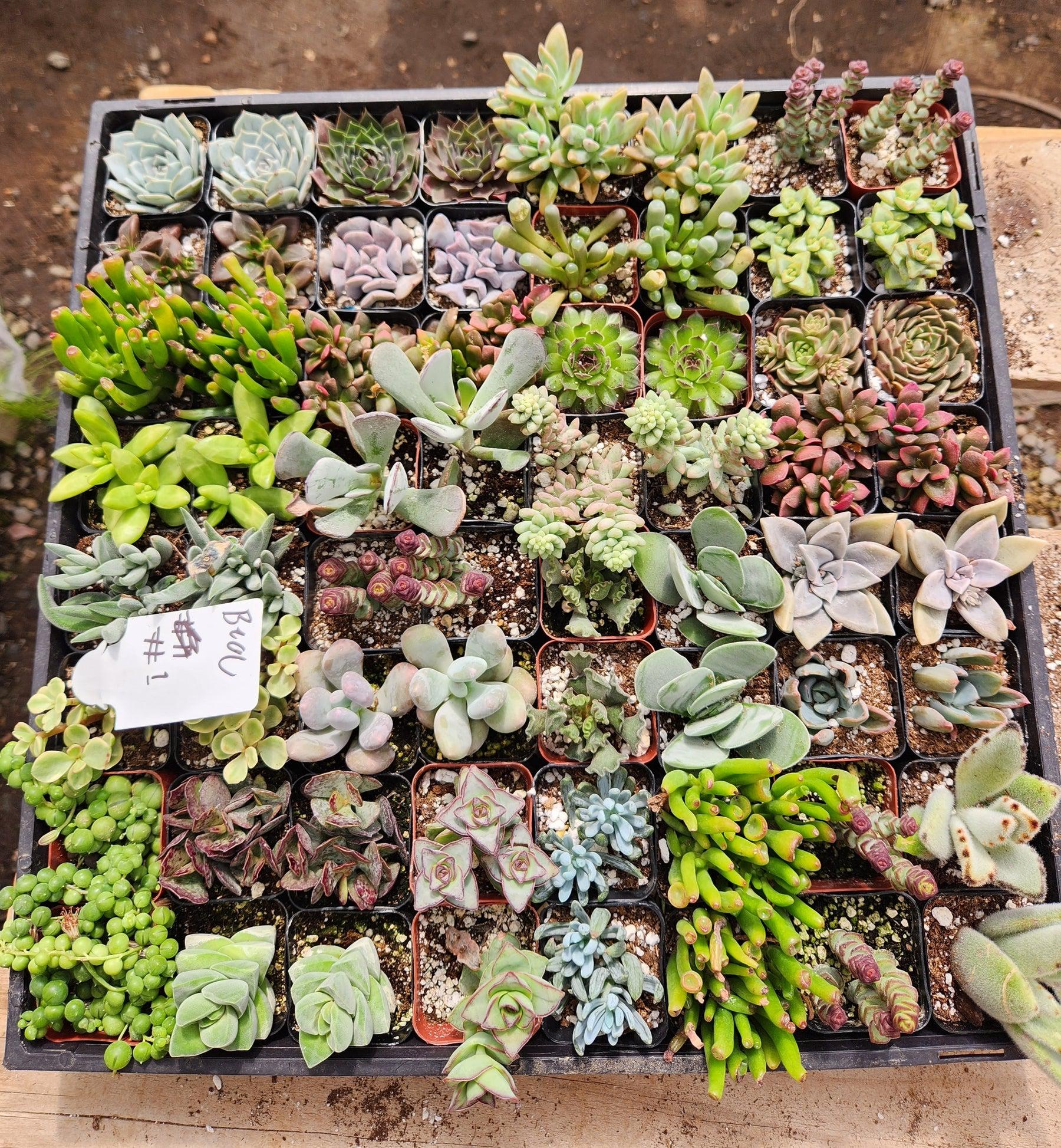Succulent Specials hand picked by Justus, Leah & Beau-Succulent - Small-The Succulent Source