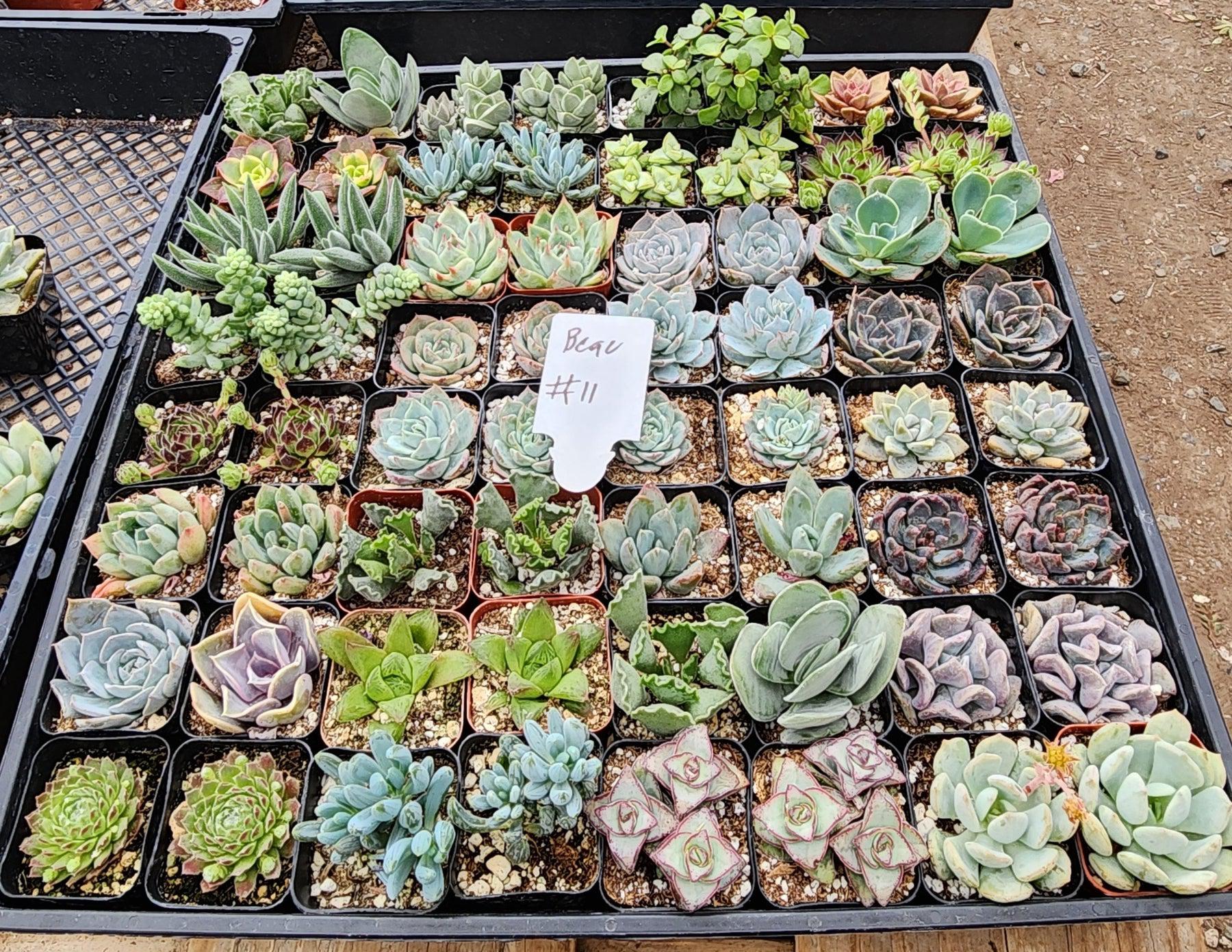 Succulent Specials hand picked by Justus, Leah & Beau-Succulent - Small-The Succulent Source