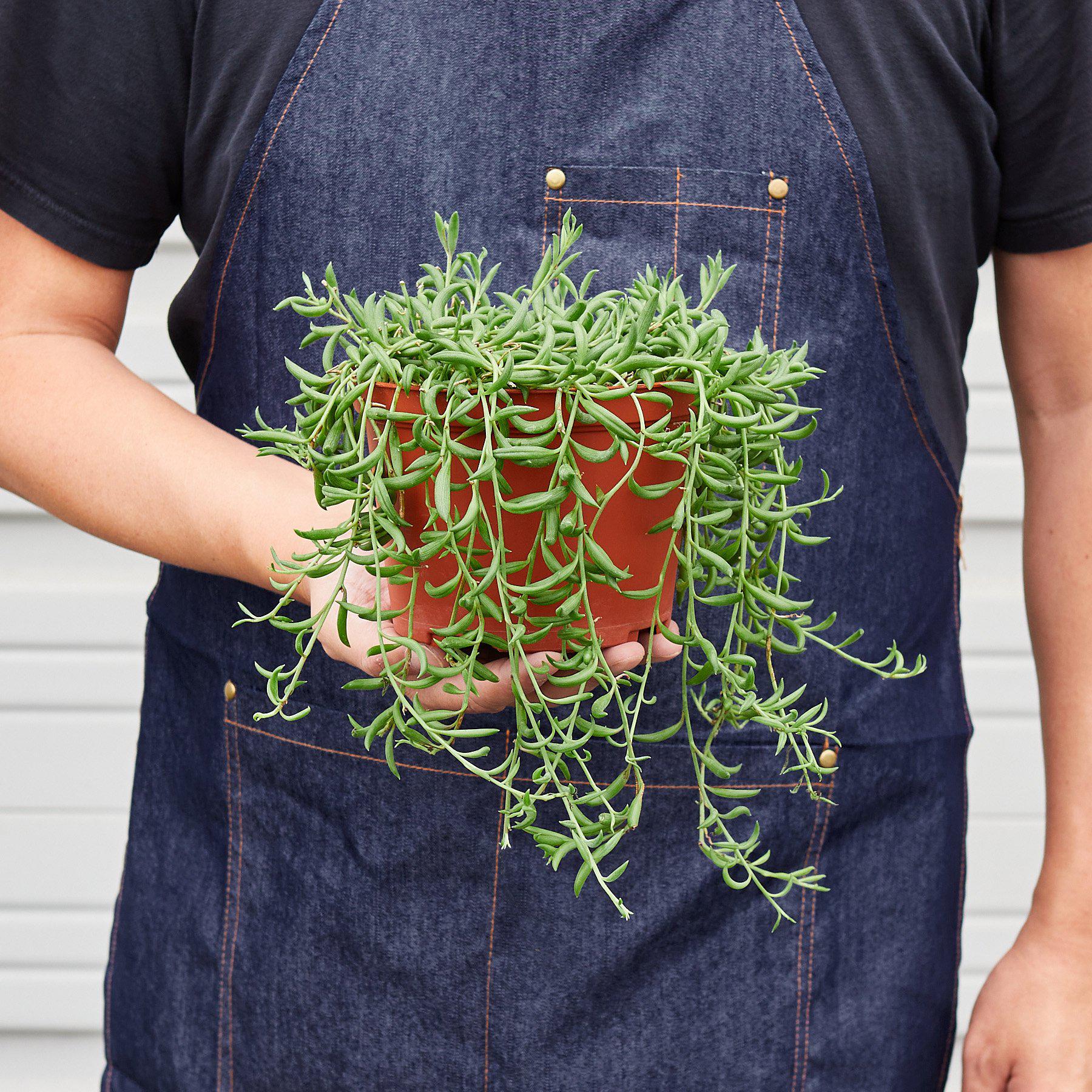 Succulent 'String of Bananas'-Indoor Plants-The Succulent Source