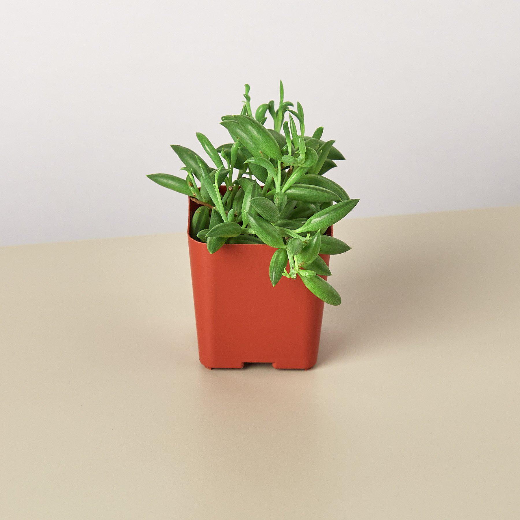 Succulent 'String of Bananas'-Indoor Plants-The Succulent Source