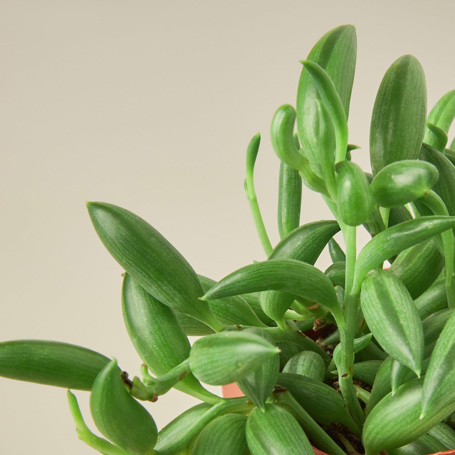 Succulent 'String of Bananas'-Indoor Plants-The Succulent Source