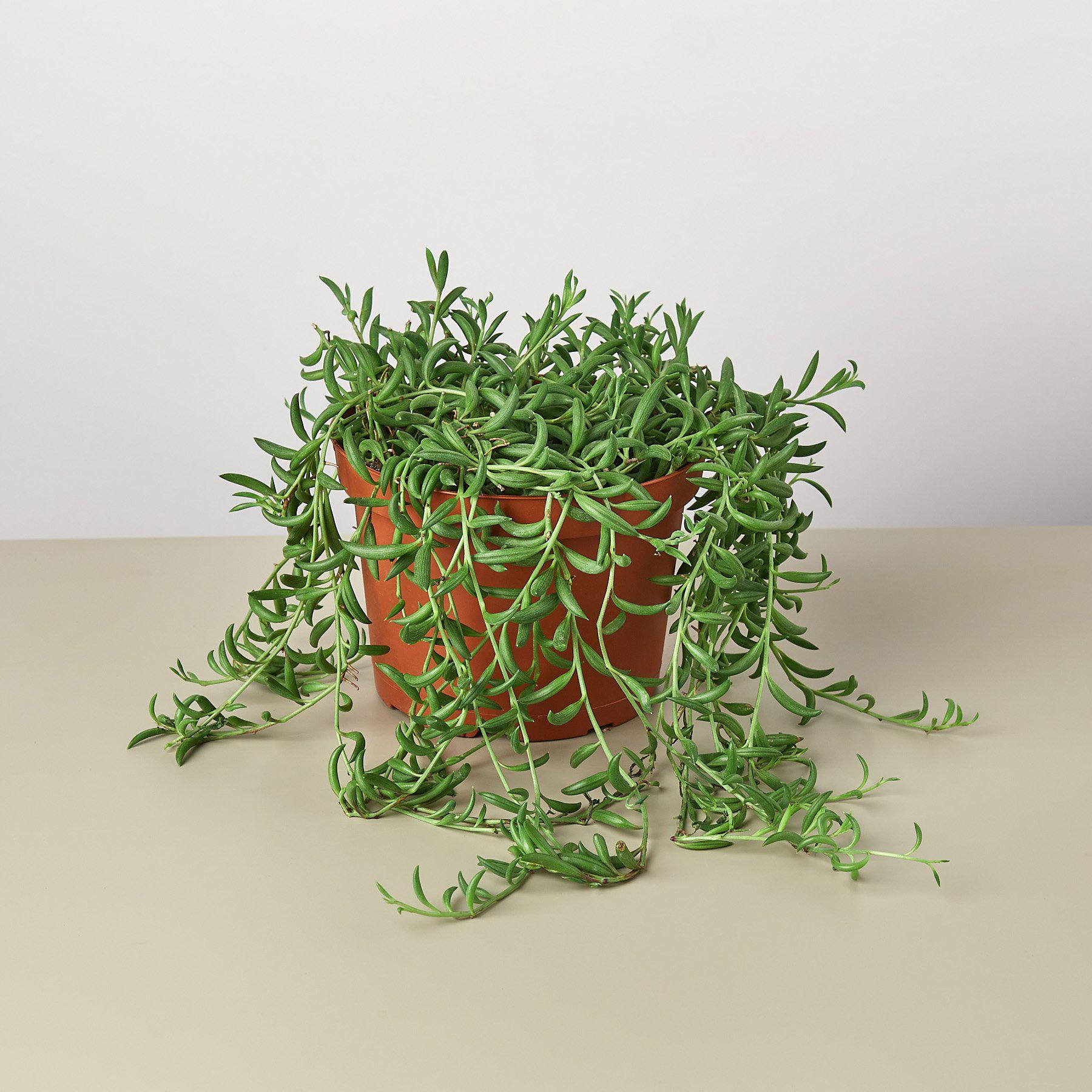 Succulent 'String of Bananas'-Indoor Plants-The Succulent Source