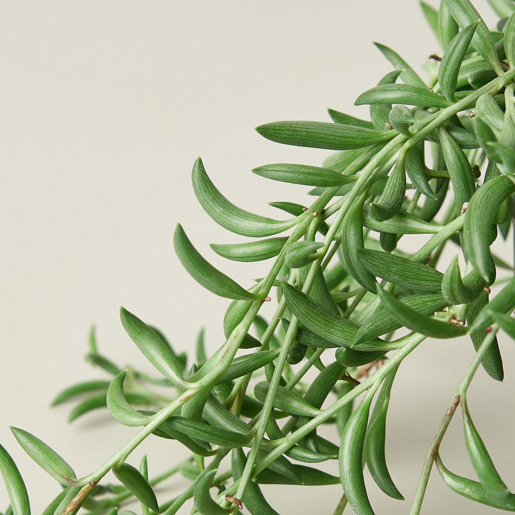 Succulent 'String of Bananas'-Indoor Plants-The Succulent Source