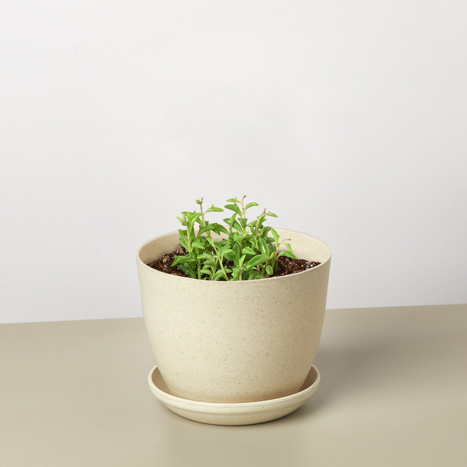 Succulent 'String of Dolphins'-Succulent-The Succulent Source