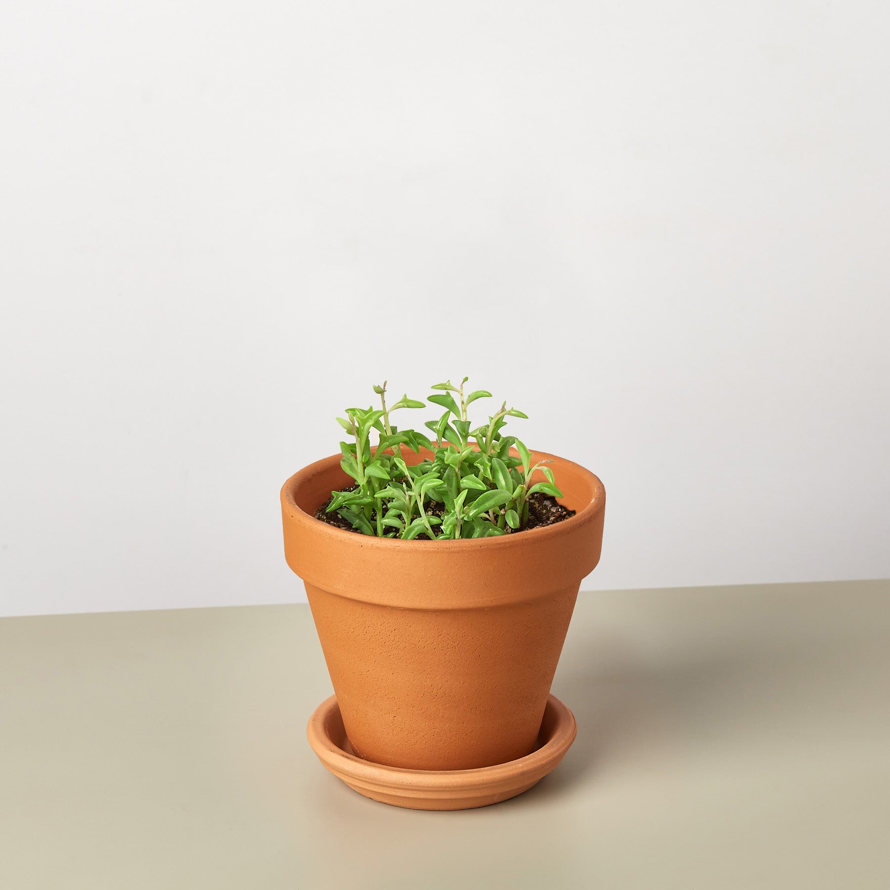 Succulent 'String of Dolphins'-Succulent-The Succulent Source