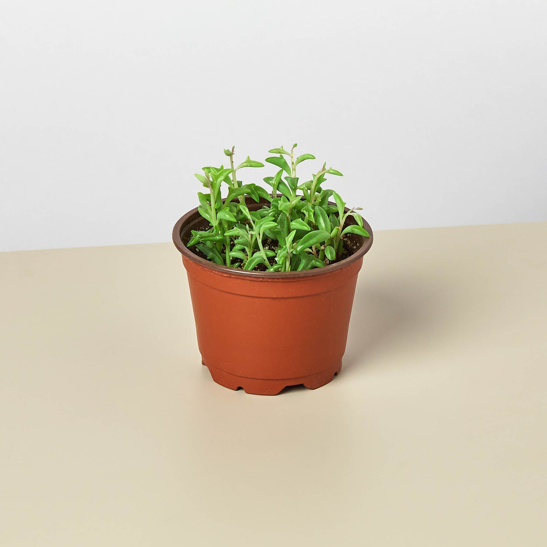 Succulent 'String of Dolphins'-Succulent-The Succulent Source