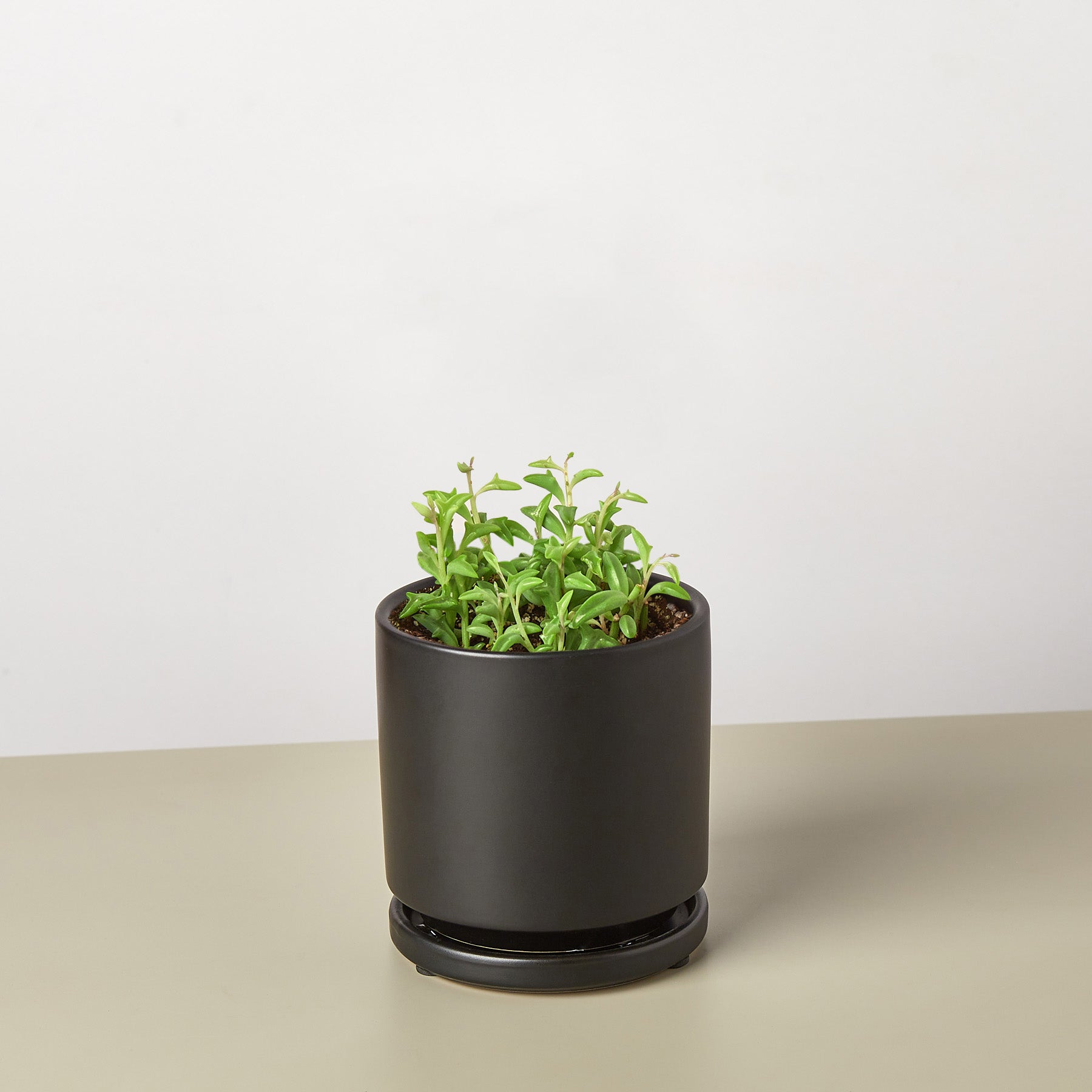 Succulent 'String of Dolphins'-Succulent-The Succulent Source