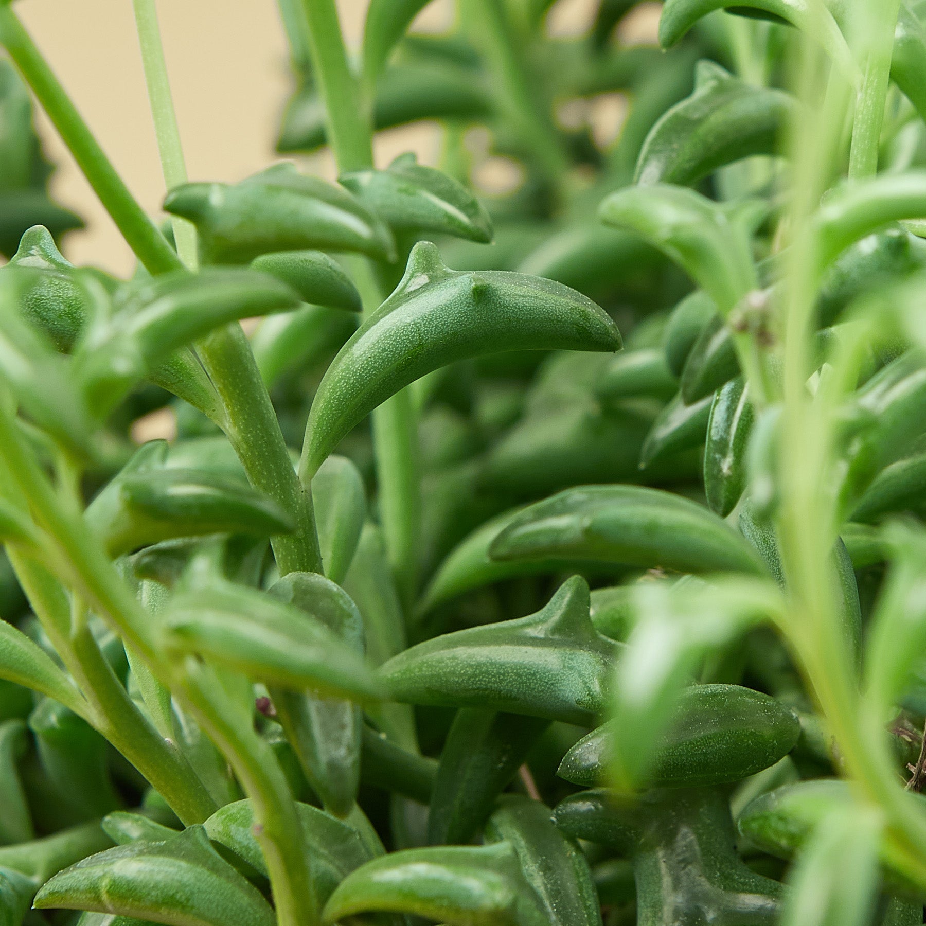 Succulent 'String of Dolphins'-Succulent-The Succulent Source