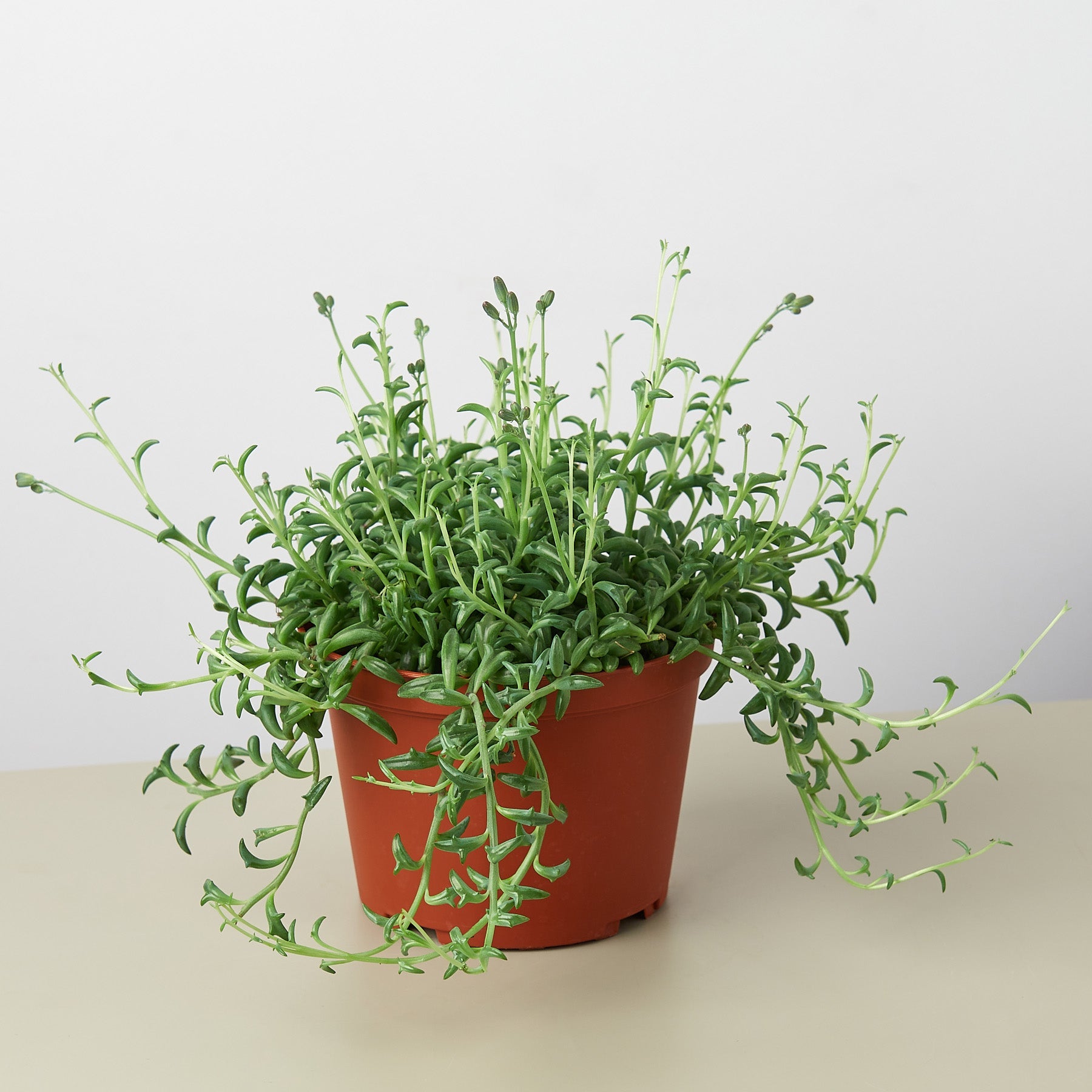 Succulent 'String of Dolphins'-Succulent-The Succulent Source