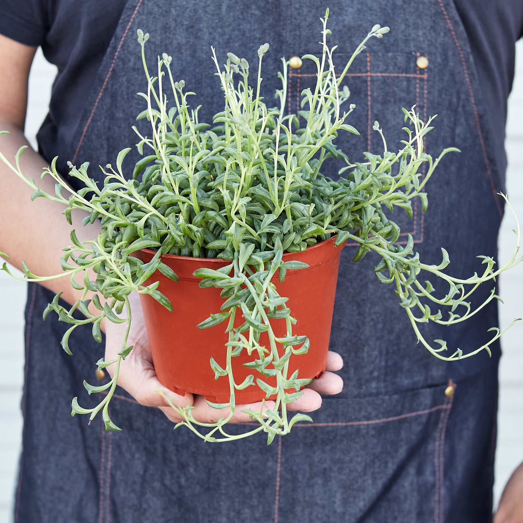 Succulent 'String of Dolphins'-Succulent-The Succulent Source