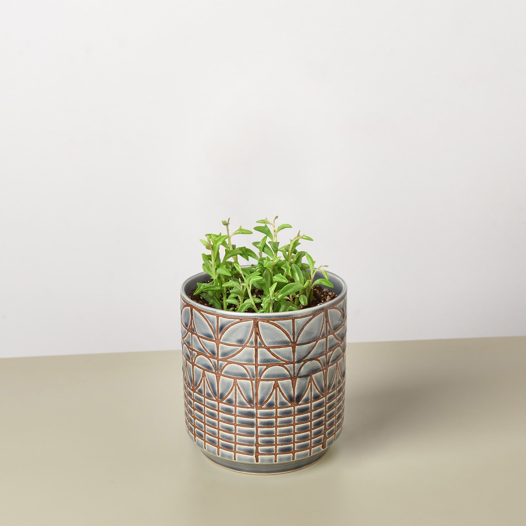 Succulent 'String of Dolphins'-Succulent-The Succulent Source