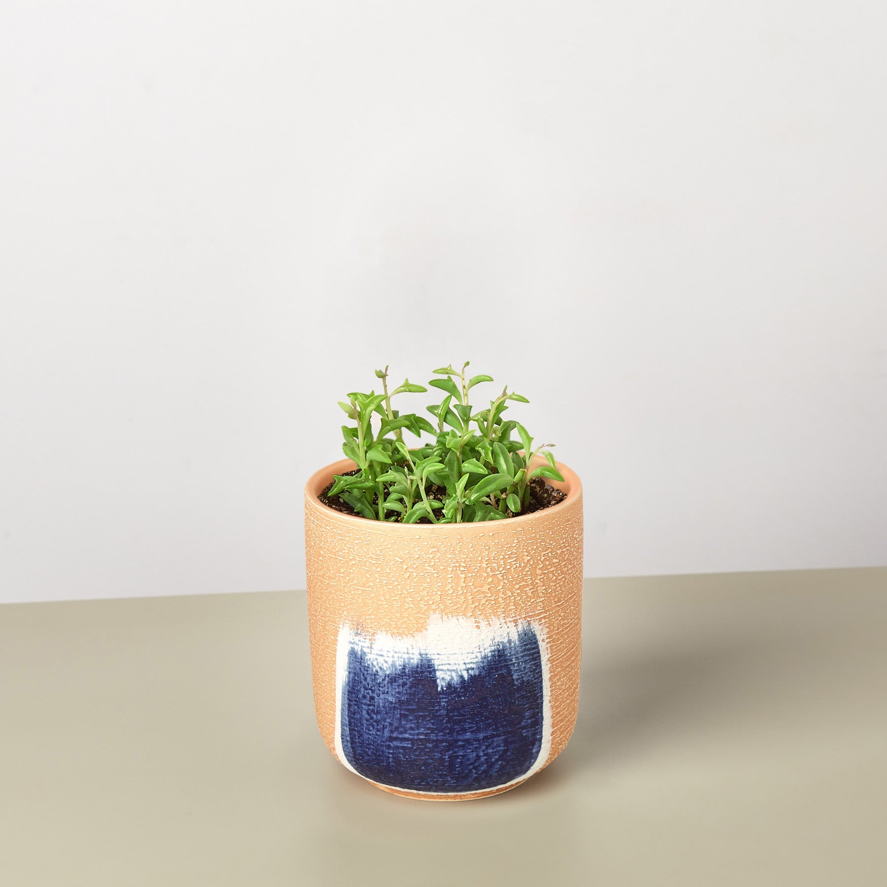 Succulent 'String of Dolphins'-Succulent-The Succulent Source