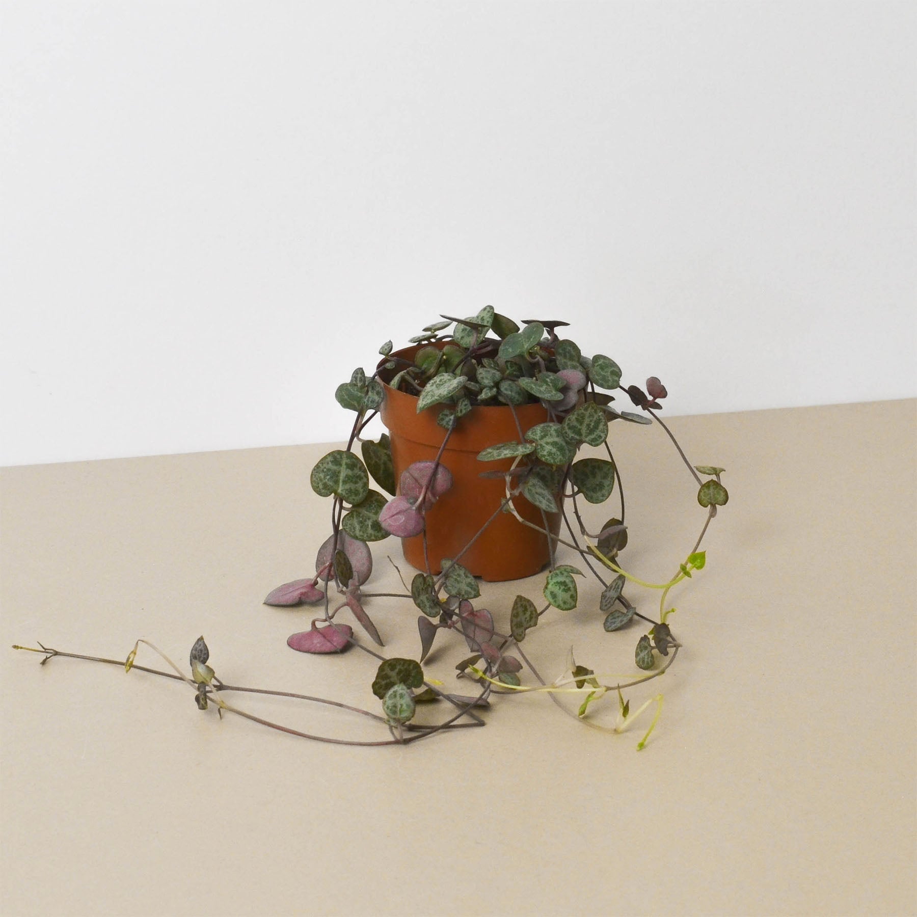 Succulent 'String of Hearts'-Succulent-The Succulent Source