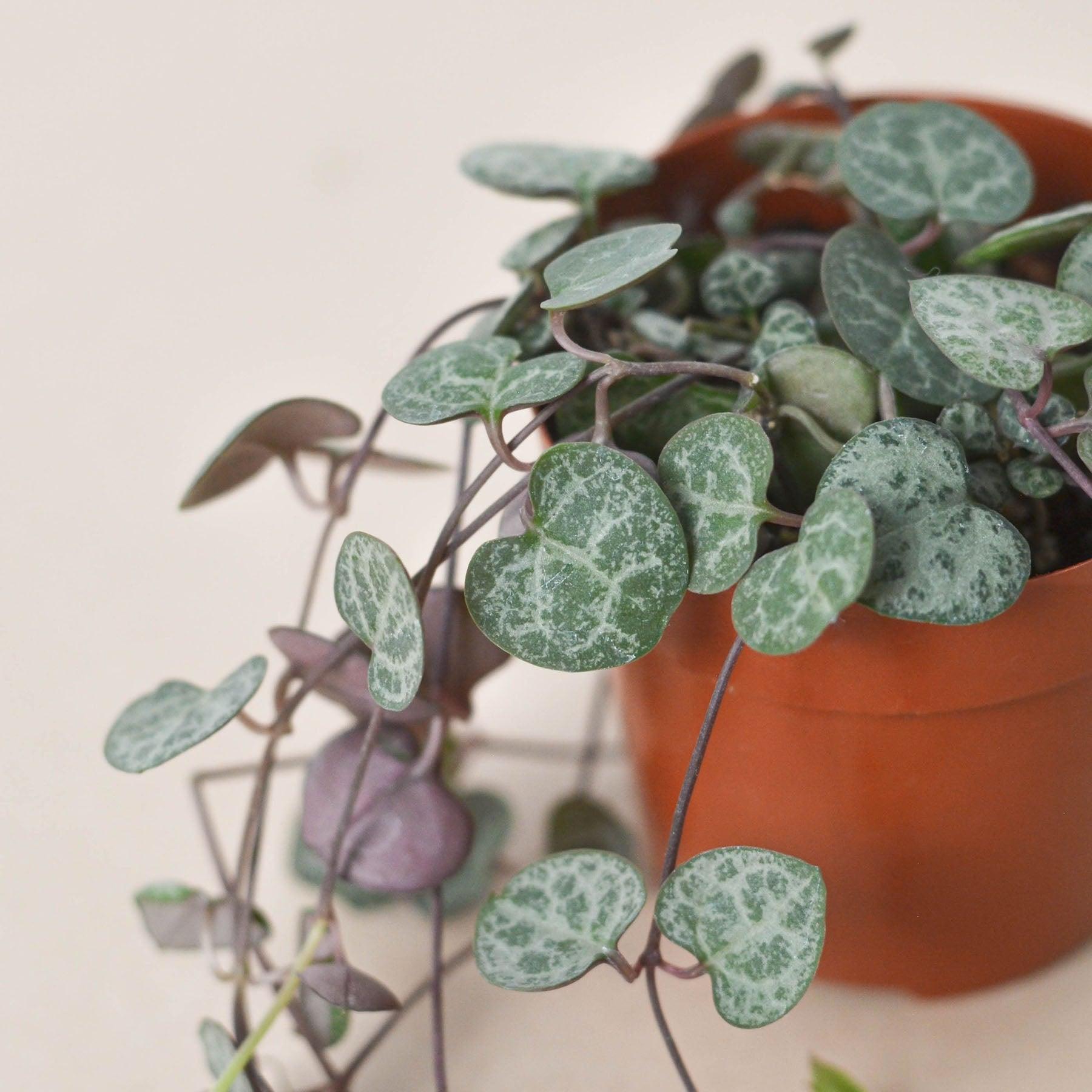 Succulent 'String of Hearts'-Succulent-The Succulent Source