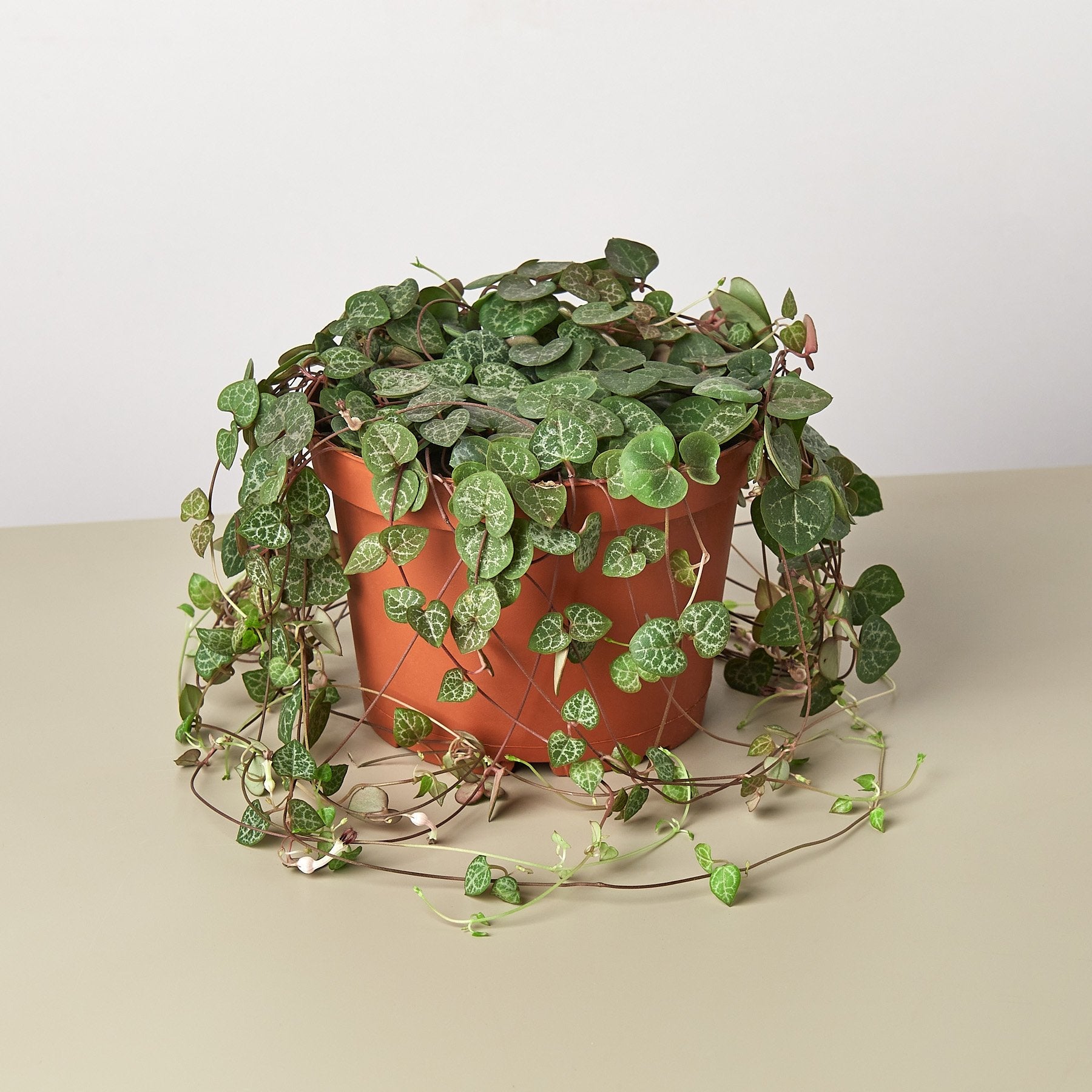 Succulent 'String of Hearts'-Succulent-The Succulent Source