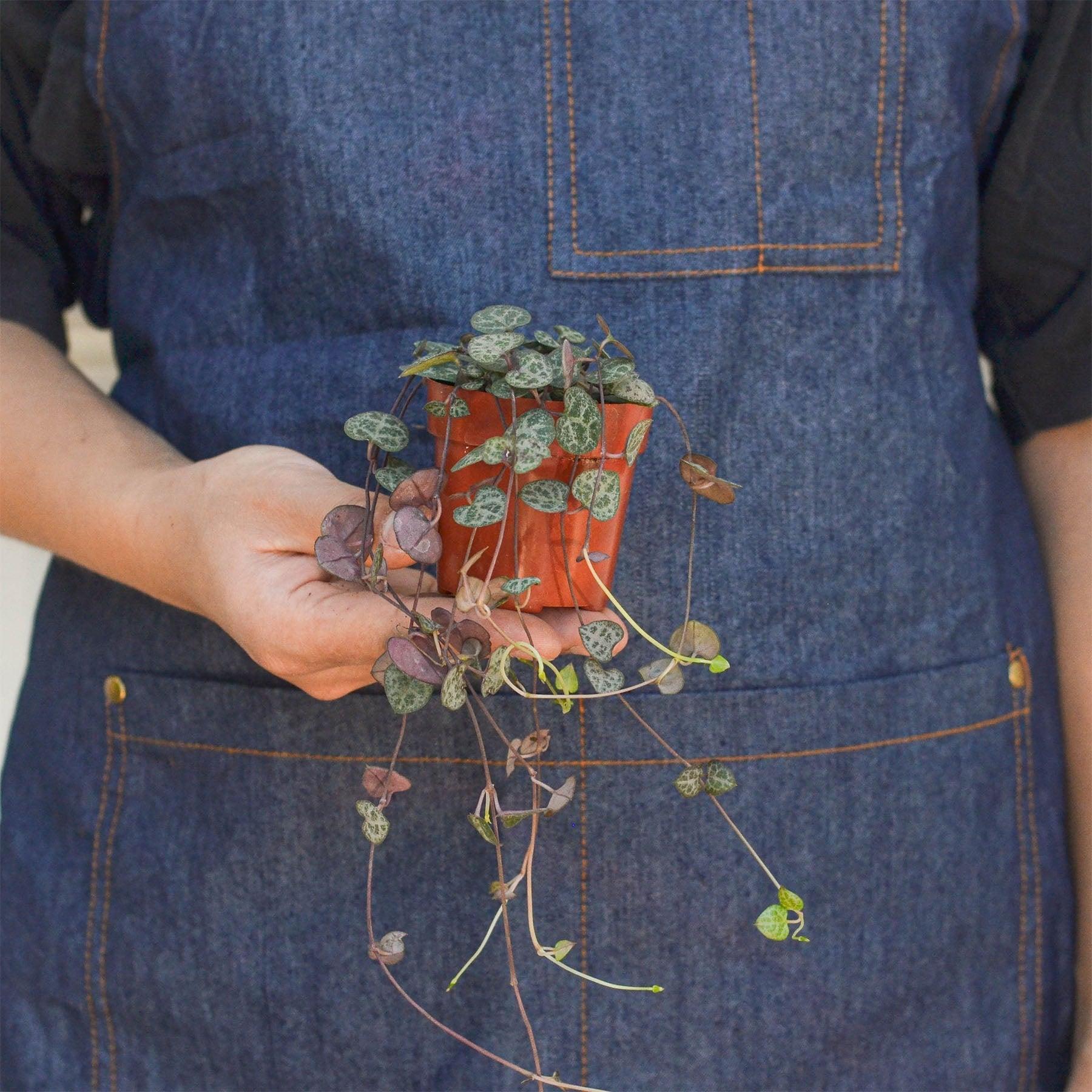 Succulent 'String of Hearts'-Succulent-The Succulent Source