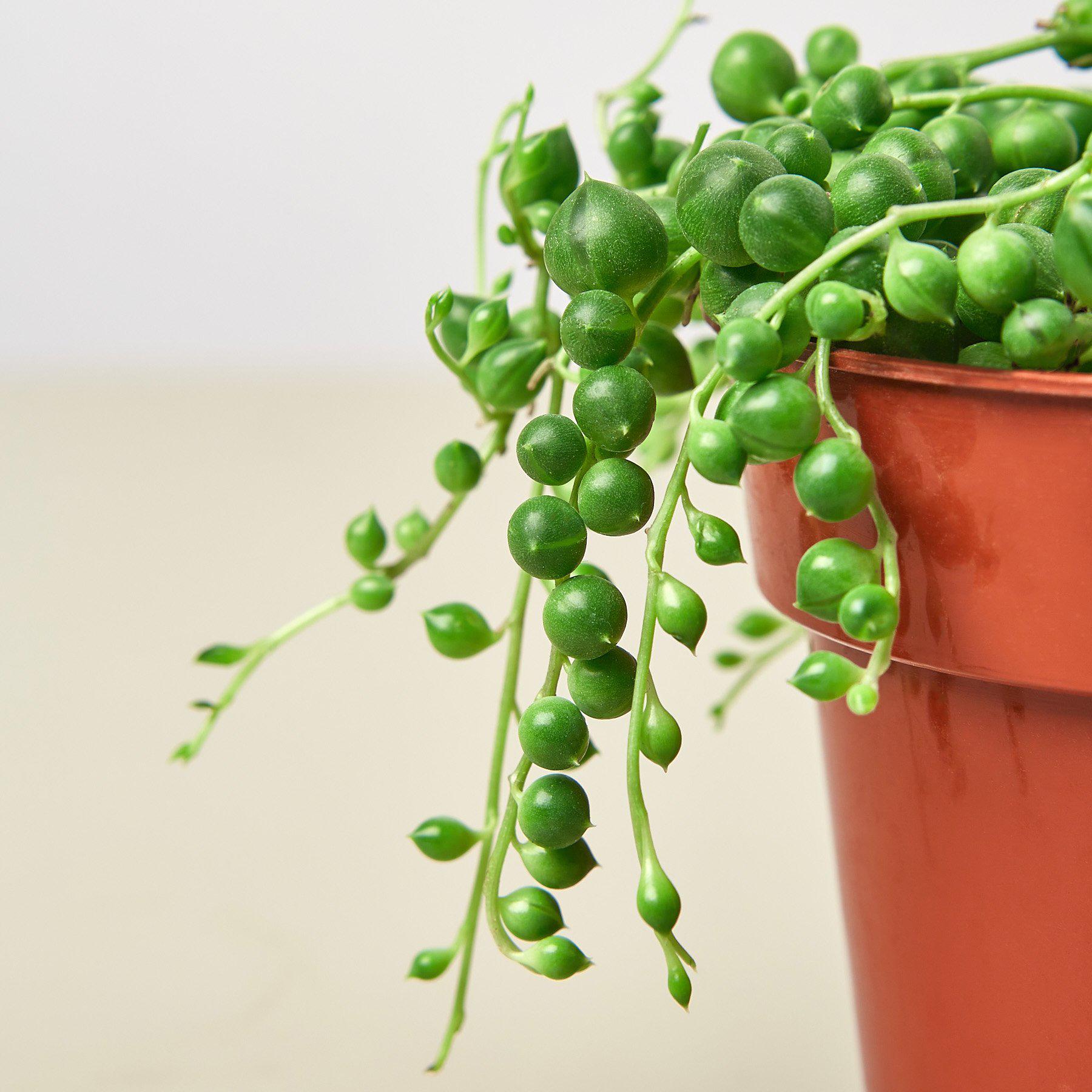 Succulent 'String of Pearls'-Succulent-The Succulent Source