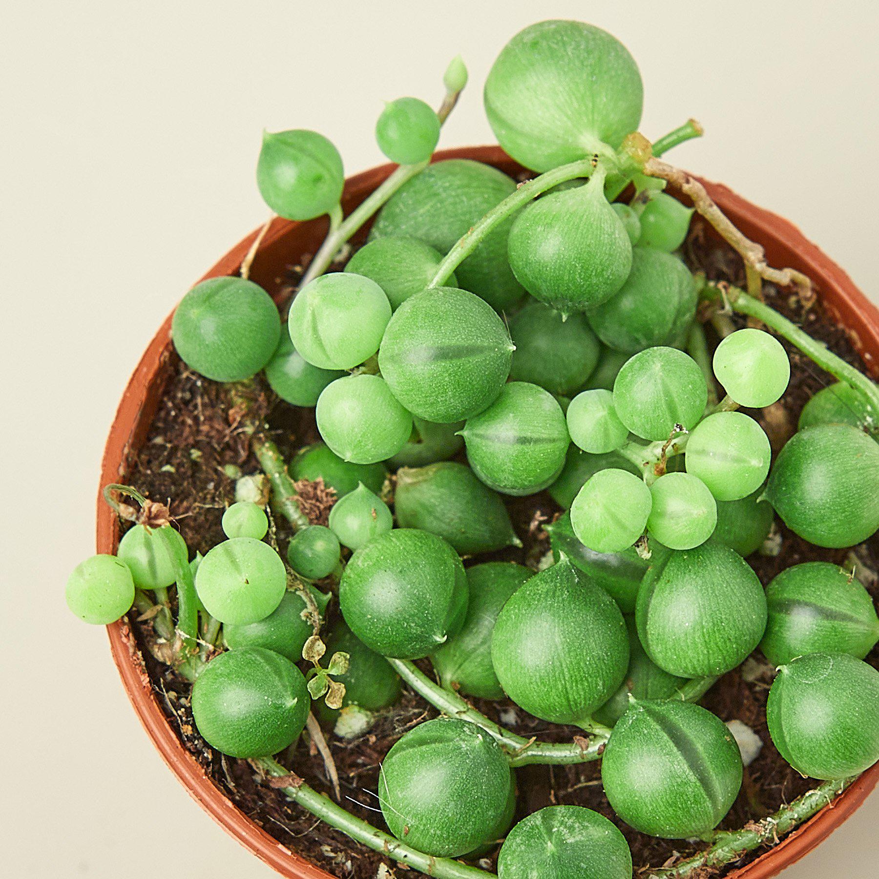 Succulent 'String of Pearls'-Succulent-The Succulent Source