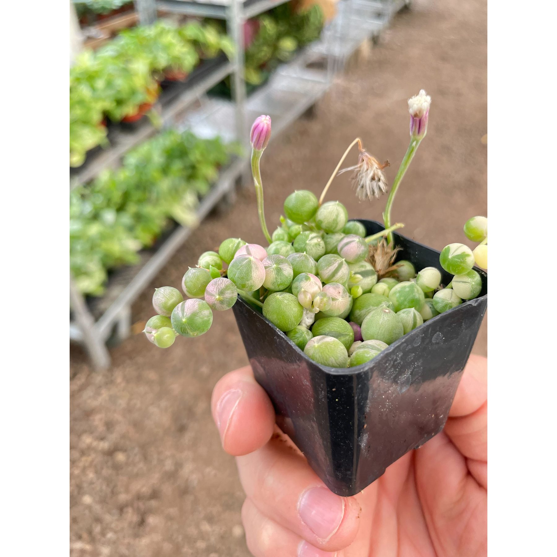 Succulent 'String of Pearls' Variegated-Succulent-The Succulent Source