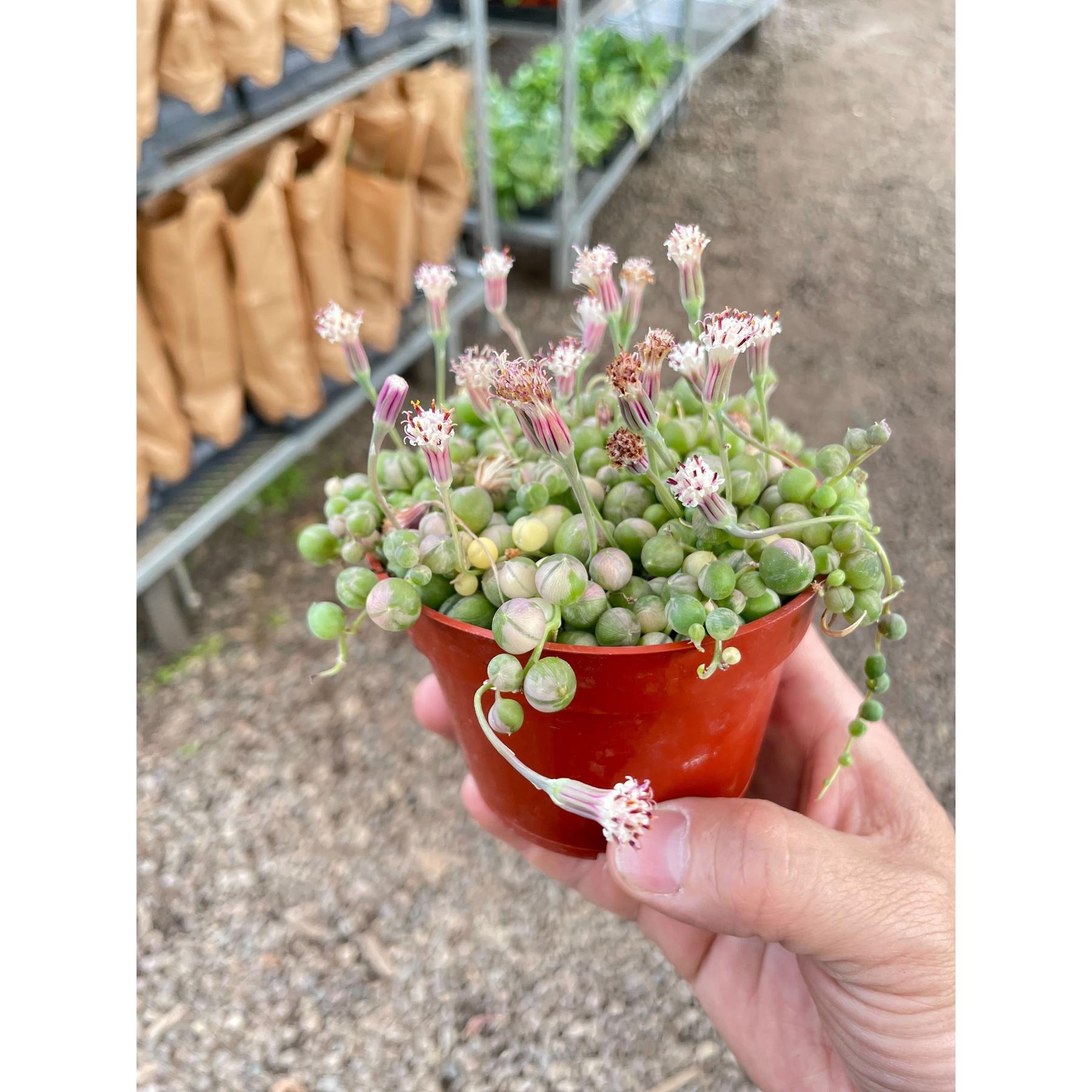 Succulent 'String of Pearls' Variegated-Succulent-The Succulent Source