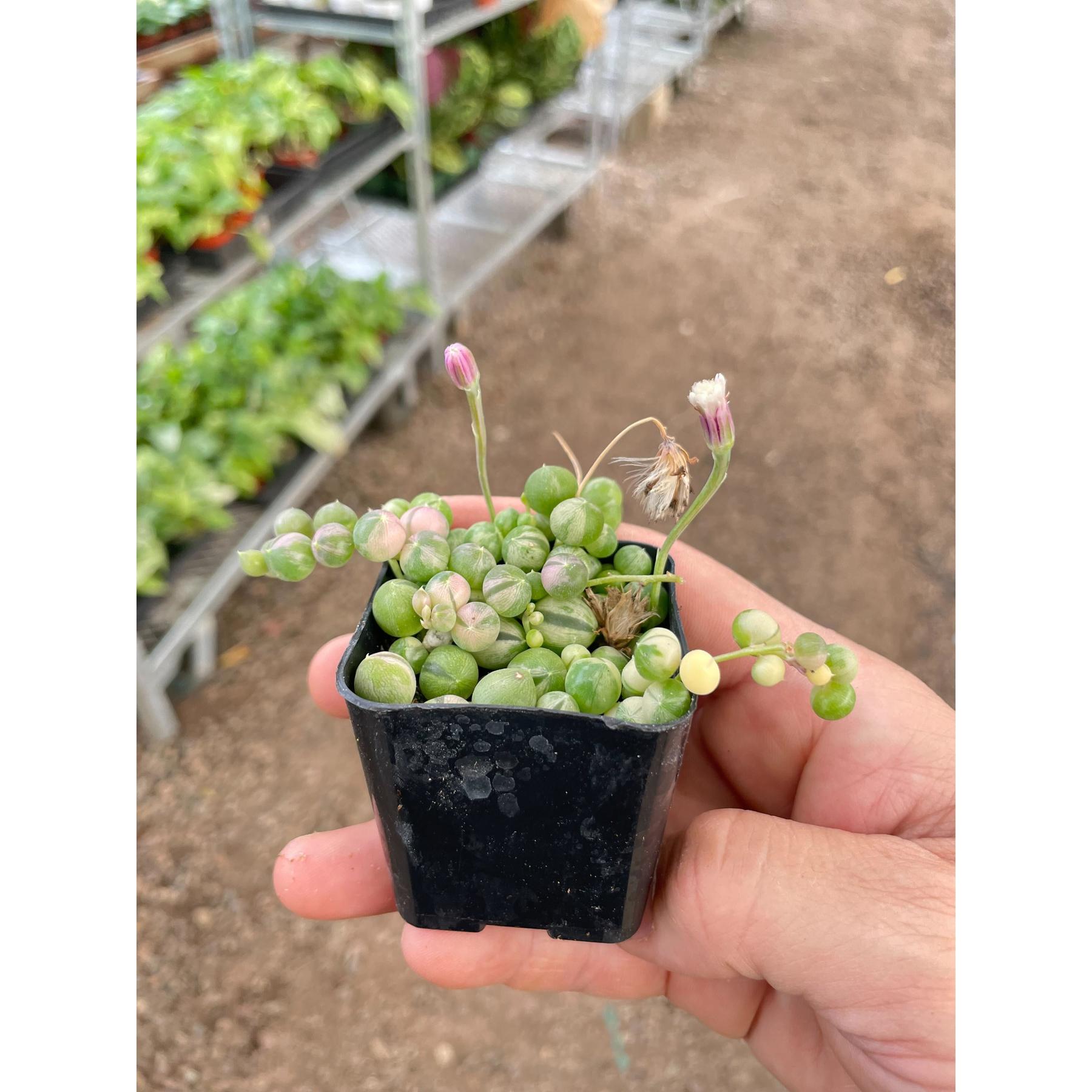 Succulent 'String of Pearls' Variegated-Succulent-The Succulent Source