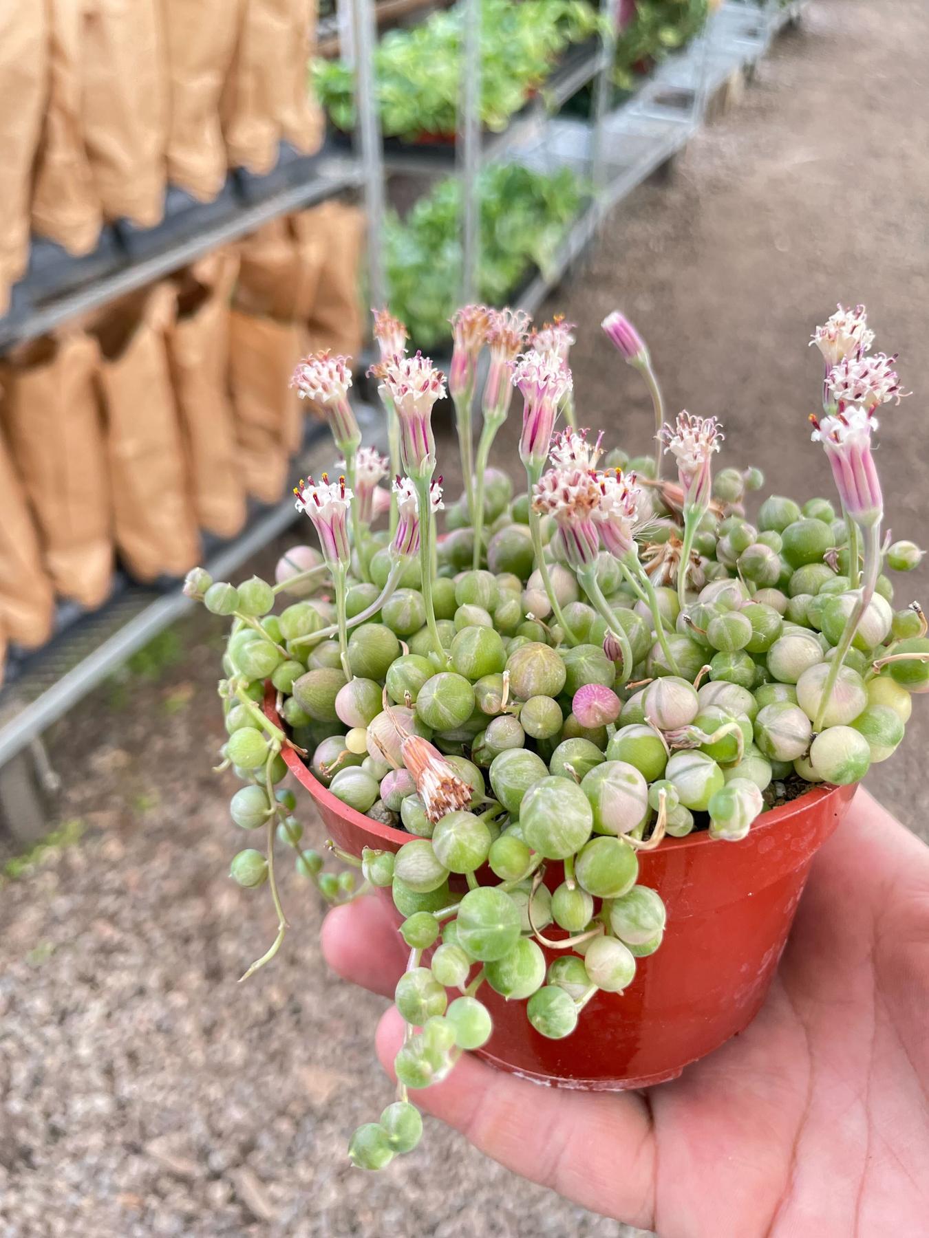 Succulent 'String of Pearls' Variegated-Succulent-The Succulent Source