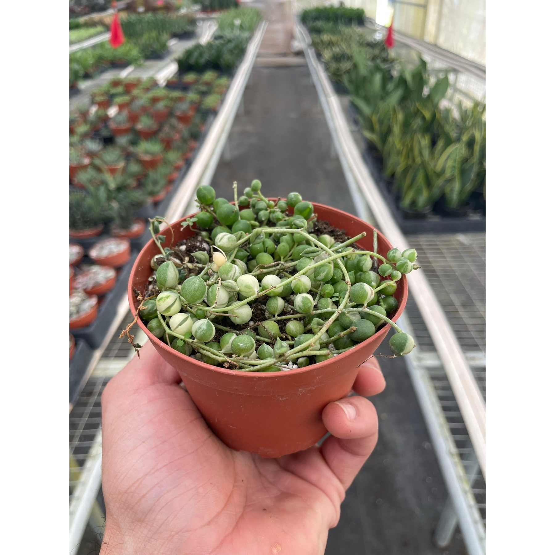 Succulent 'String of Pearls' Variegated-Succulent-The Succulent Source