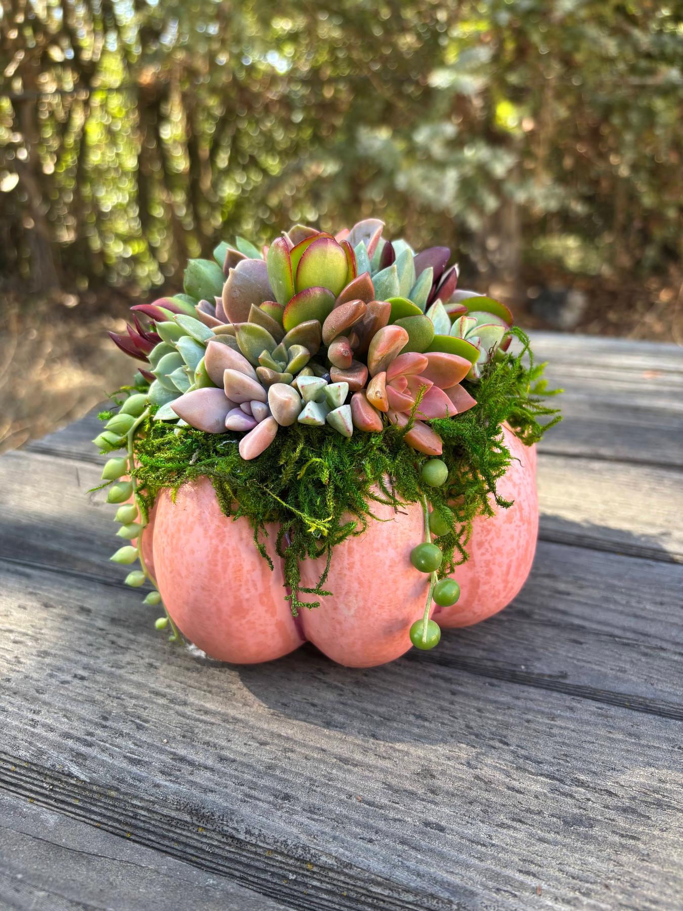 Succulent Trimmed Pumpkins-Succulent - Arrangement-The Succulent Source