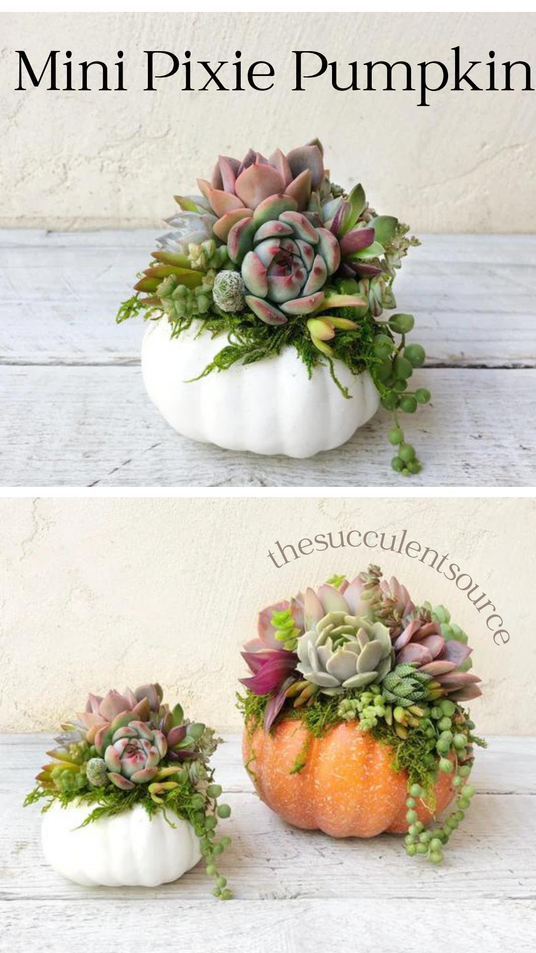 Succulent Trimmed Pumpkins-Succulent - Arrangement-The Succulent Source