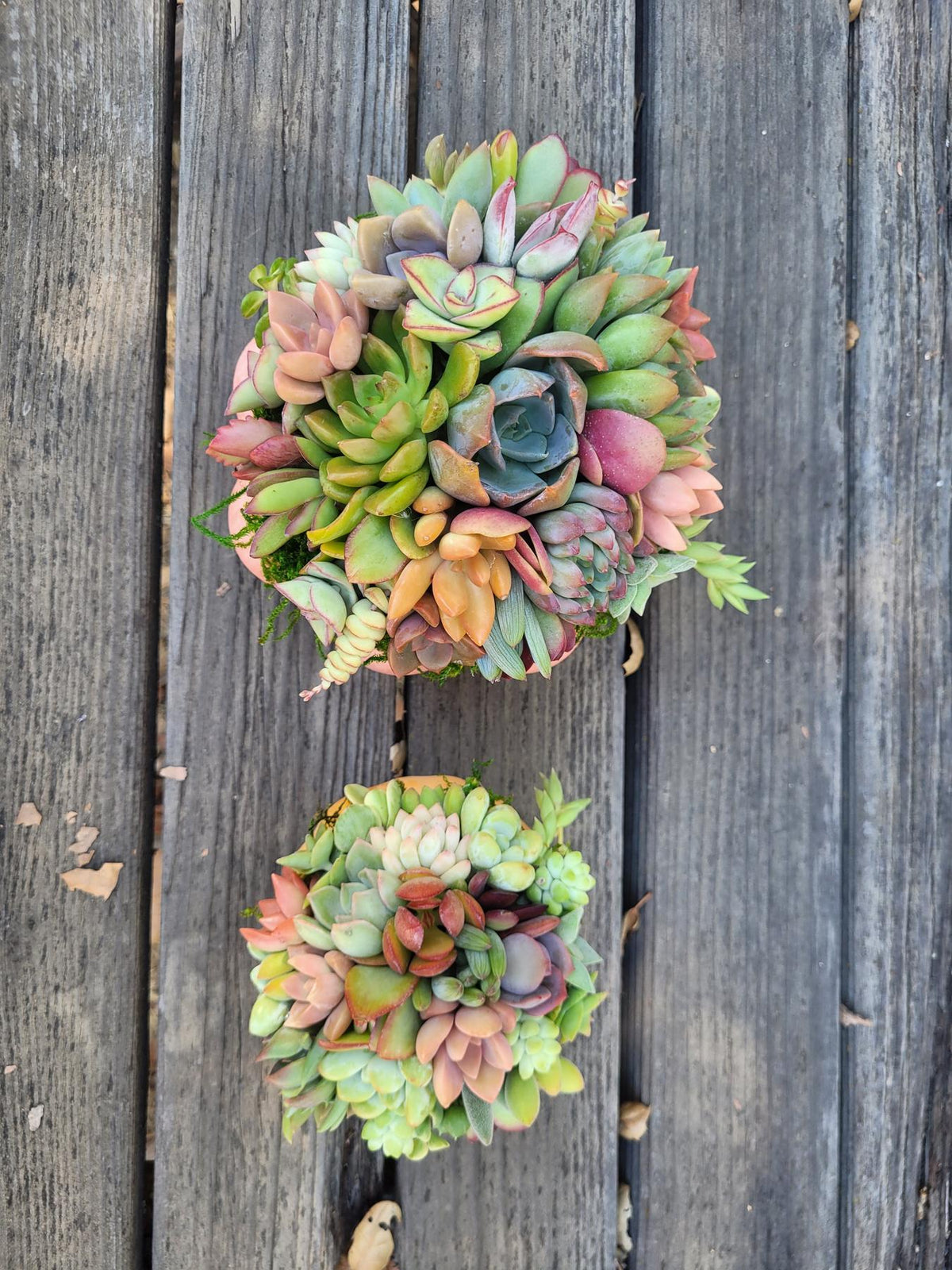 Succulent Trimmed Pumpkins-Succulent - Arrangement-The Succulent Source