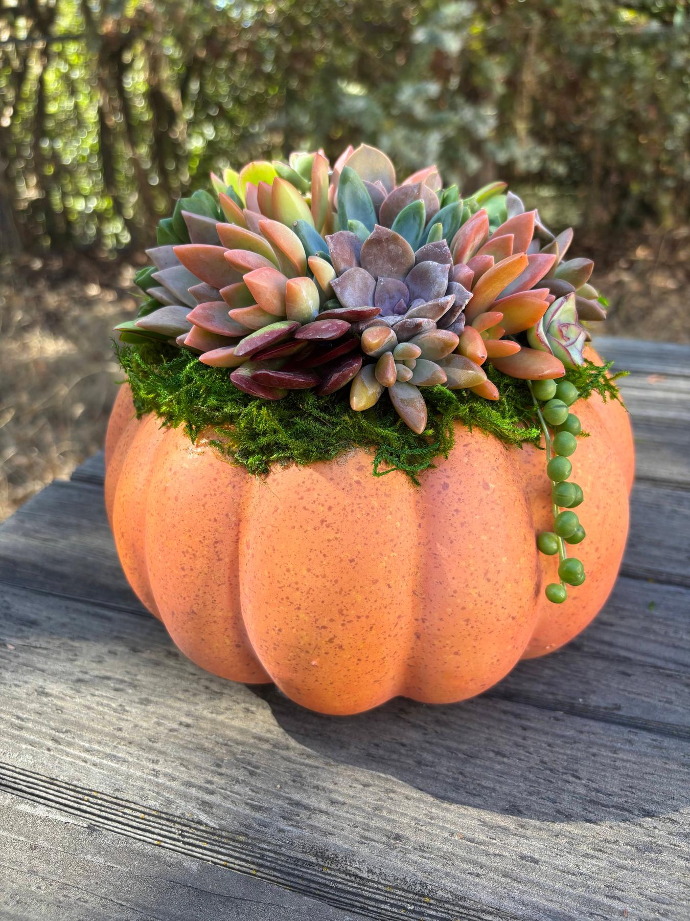 Succulent Trimmed Pumpkins-Succulent - Arrangement-The Succulent Source