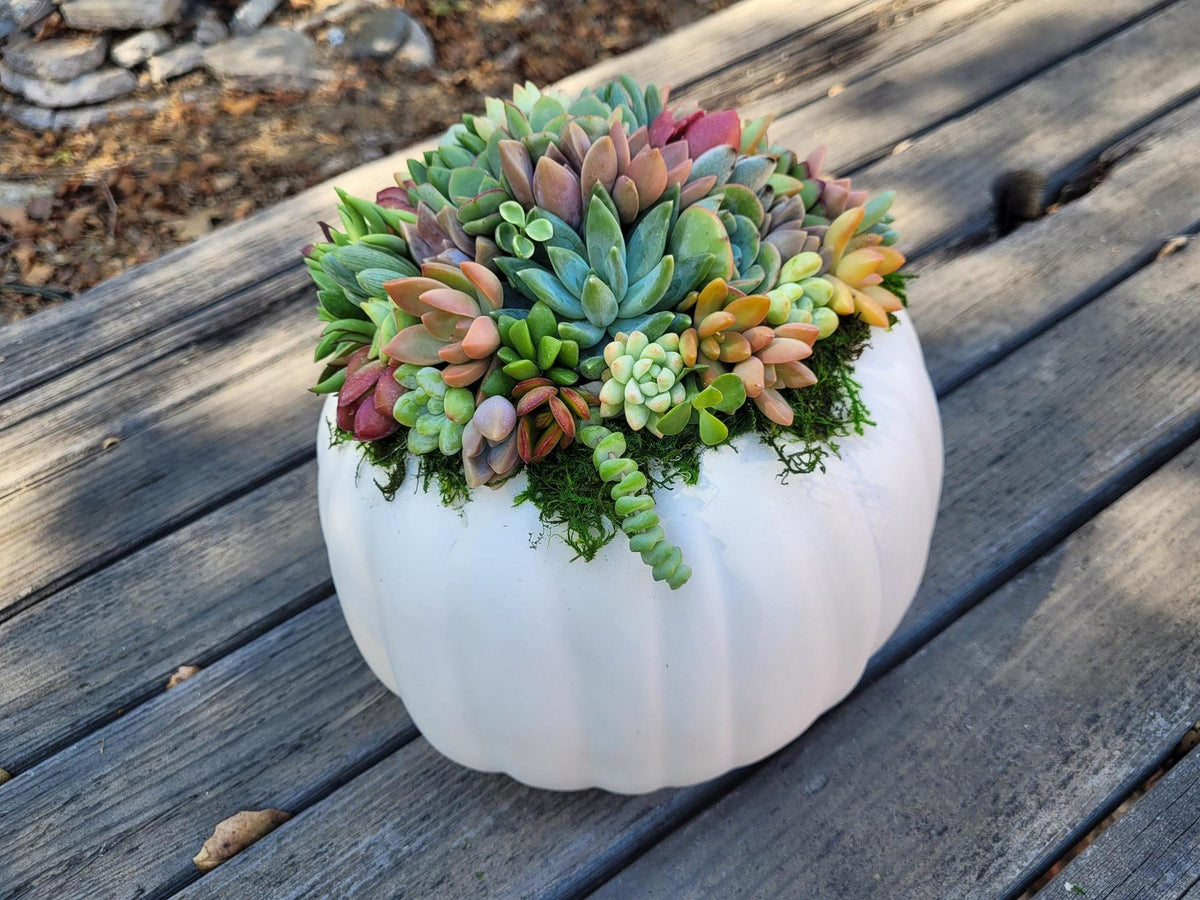 Succulent Trimmed Pumpkins-Succulent - Arrangement-The Succulent Source