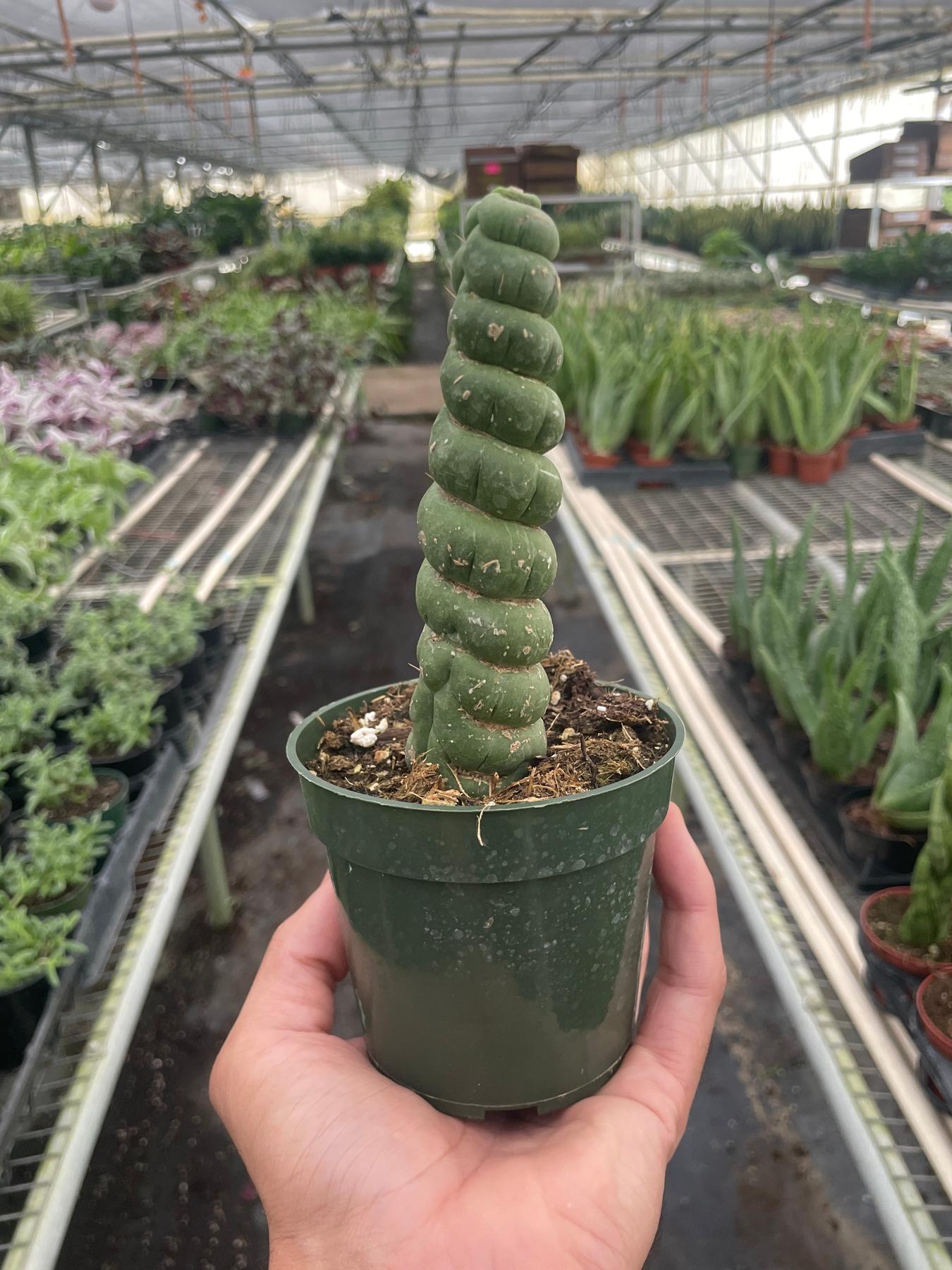 cactus indoor plant Succulent Unicorn Cactus