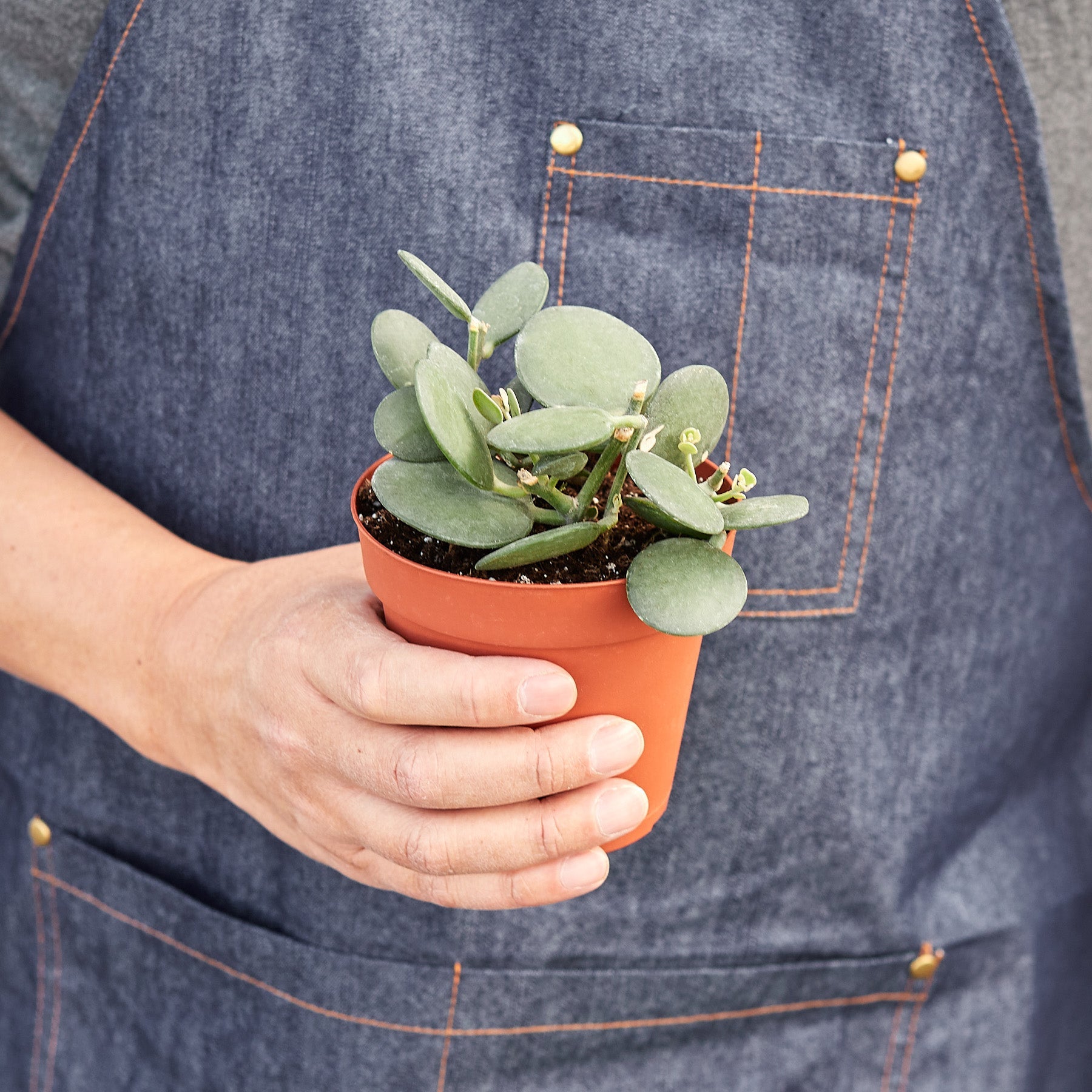 Succulent Xerosicyos 'Silver Dollar'-Succulent-The Succulent Source